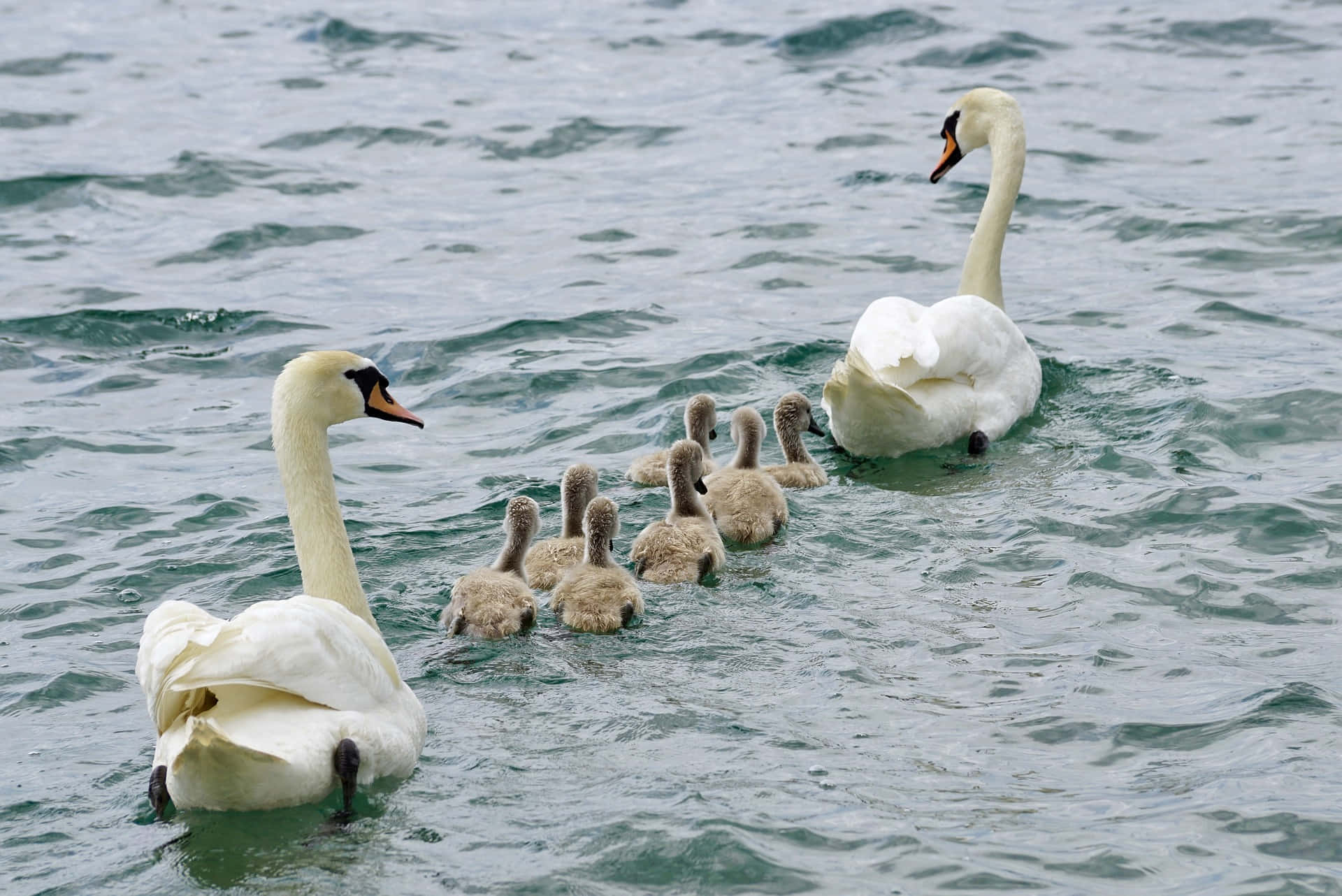 Mother Bird And Cob Trail