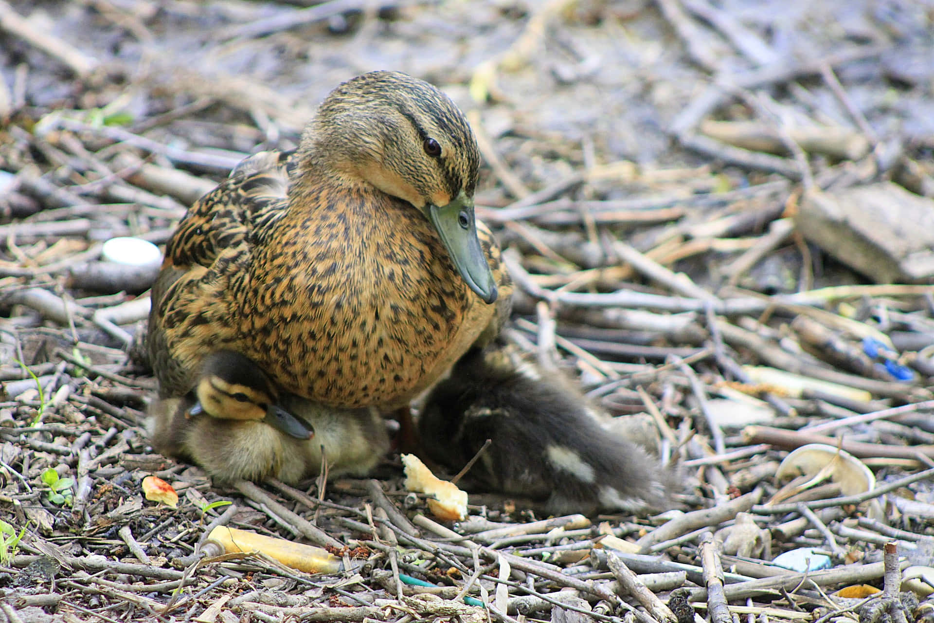 Mother Bird Guidance - A Rouen Duck Leading Her Ducklings Background