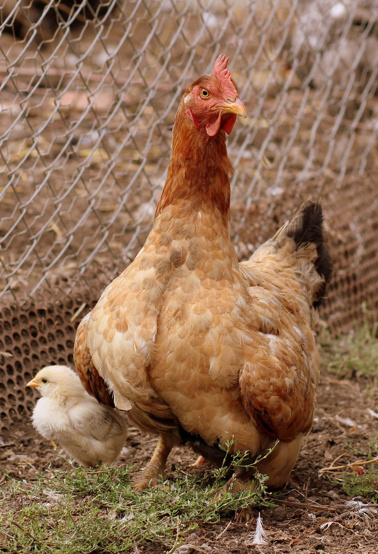 Mother Bird Hen With Chick