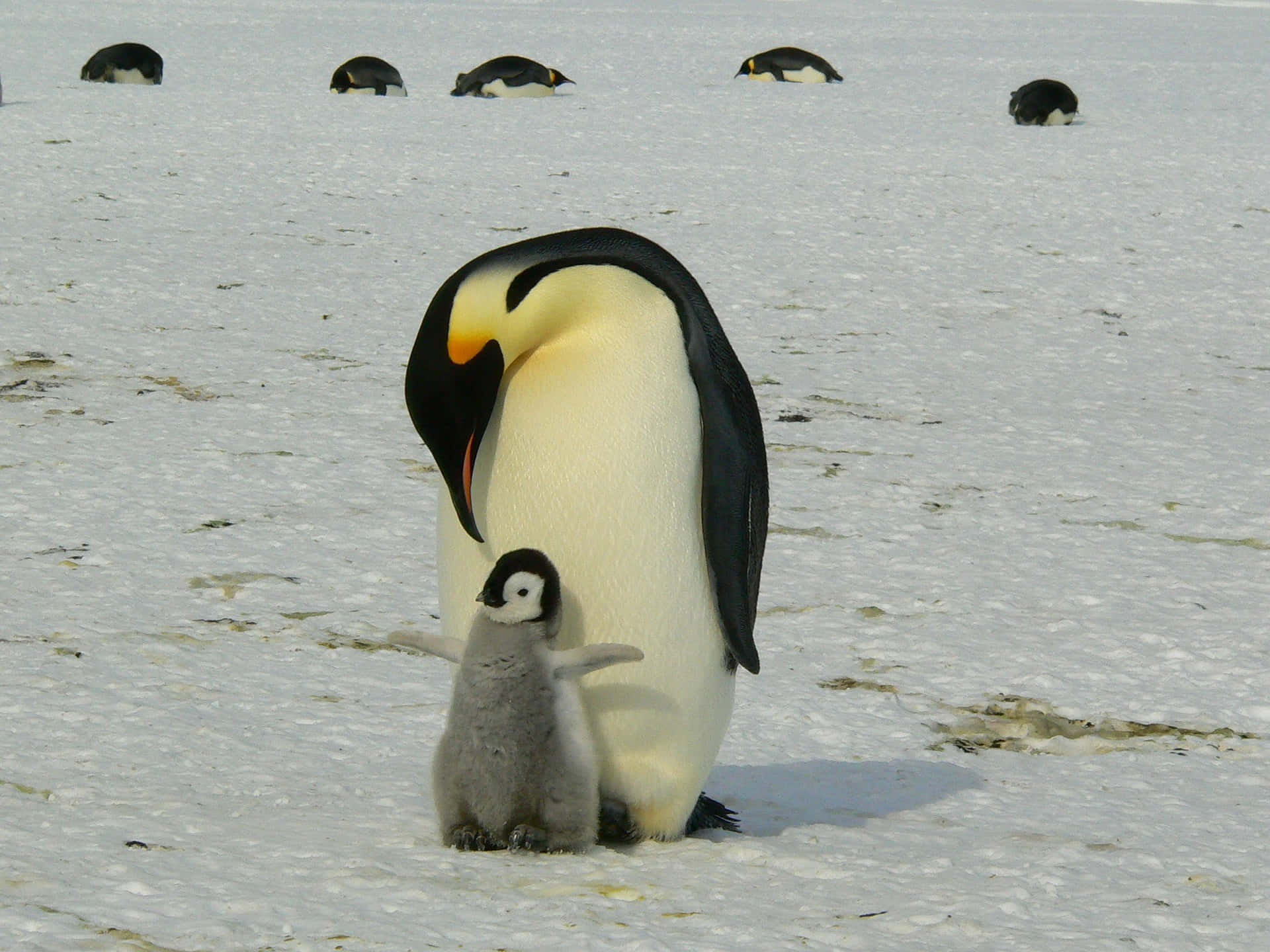 Mother Bird Penguin With Her Baby Background