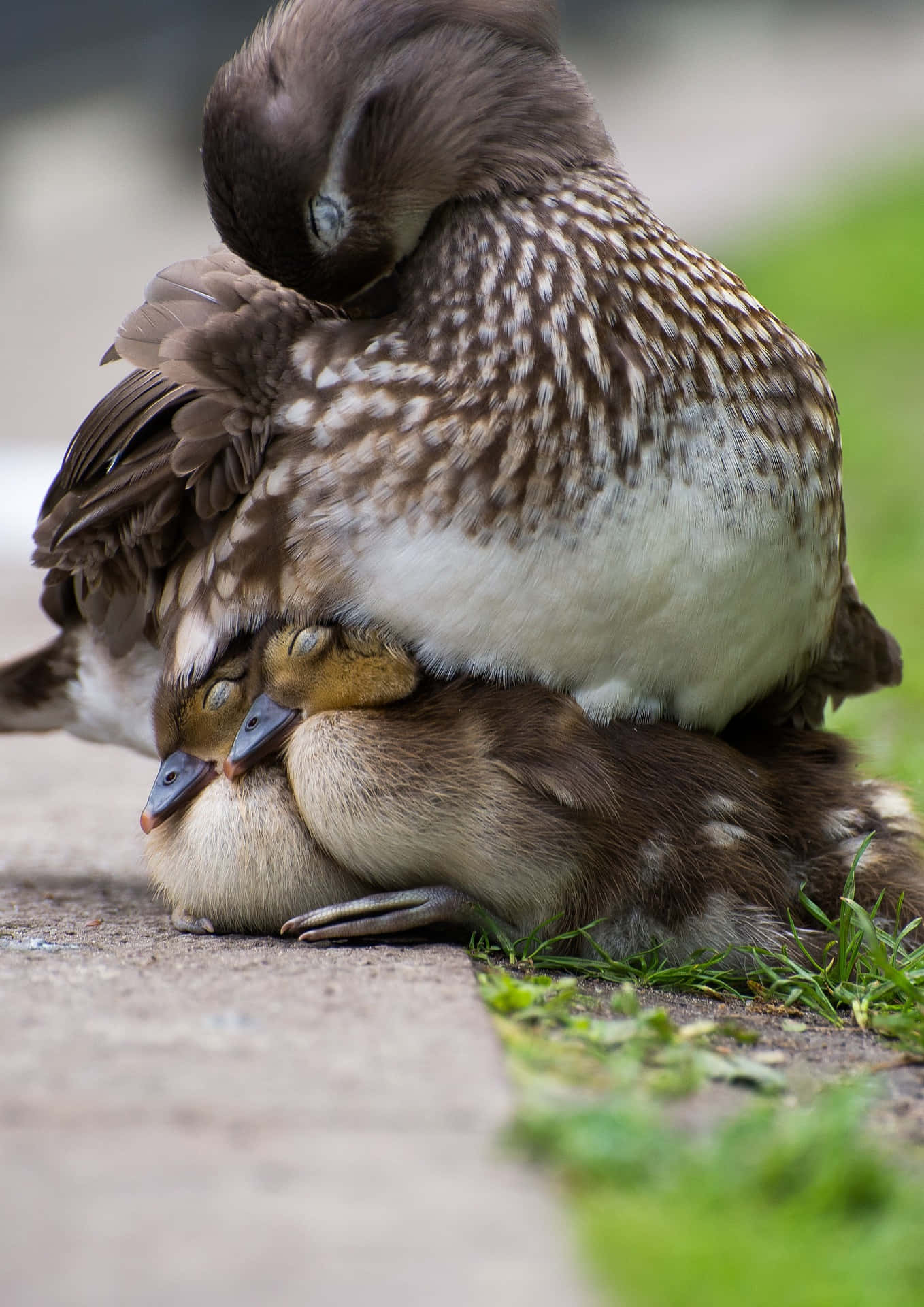 Mother Bird Picking Feathers