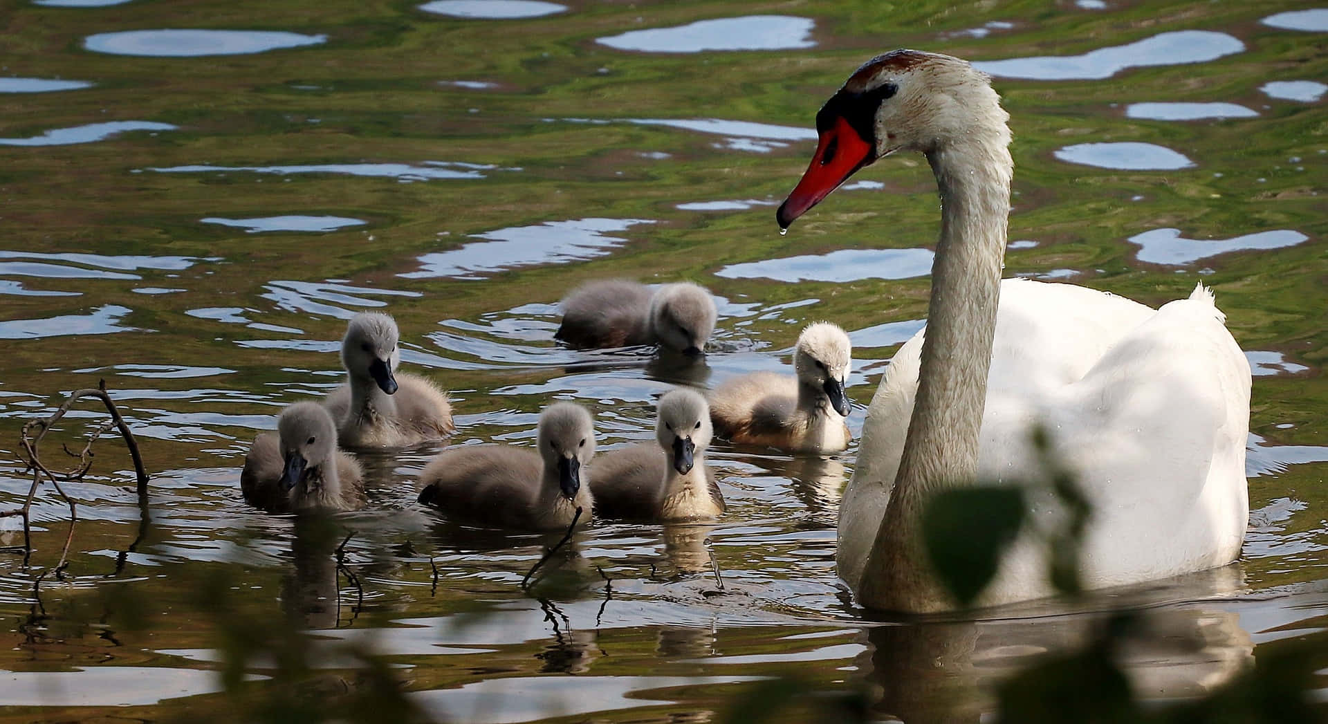 Mother Bird Swan And Six Cygnets Background