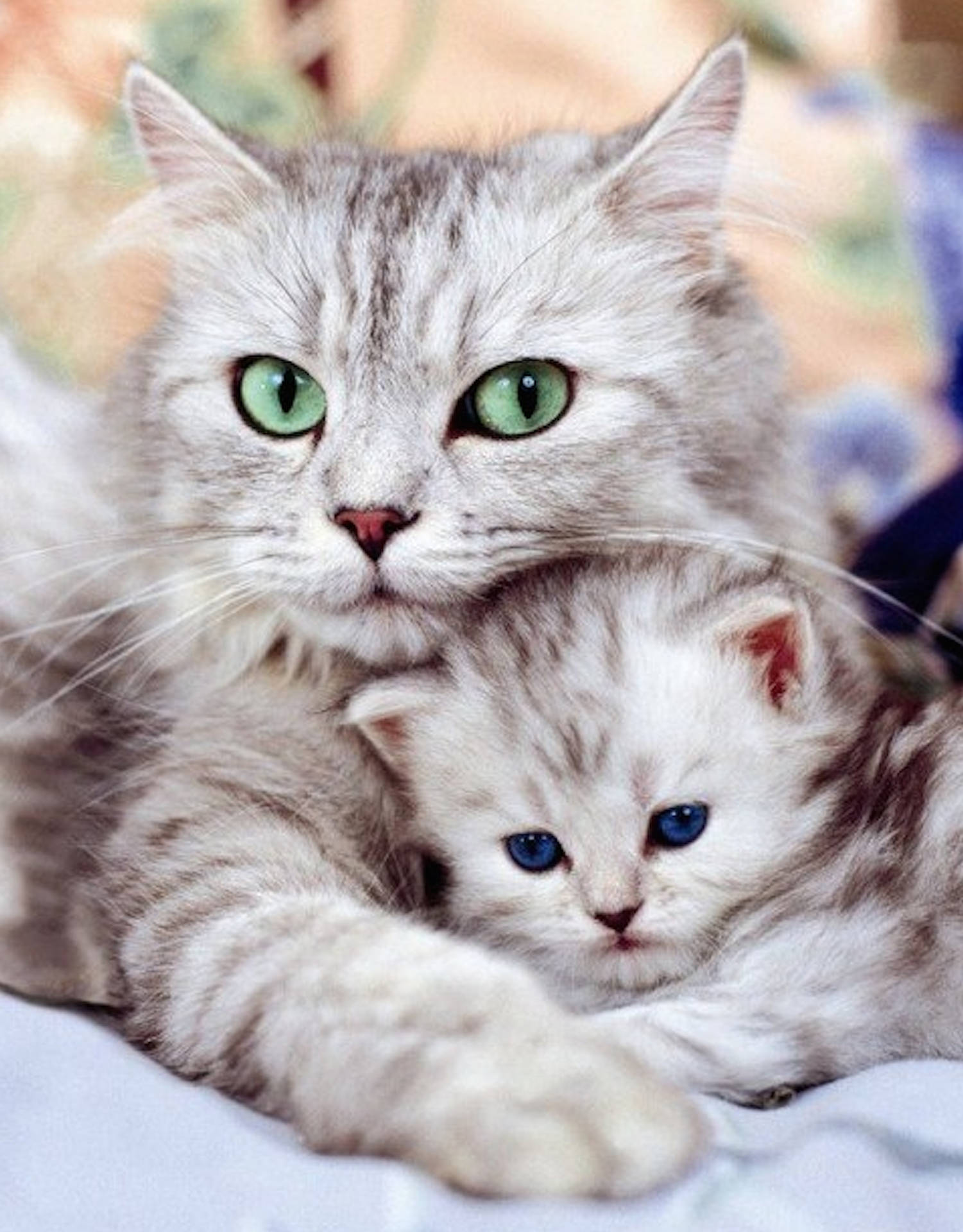 Mother Cat Embracing Kitten Background