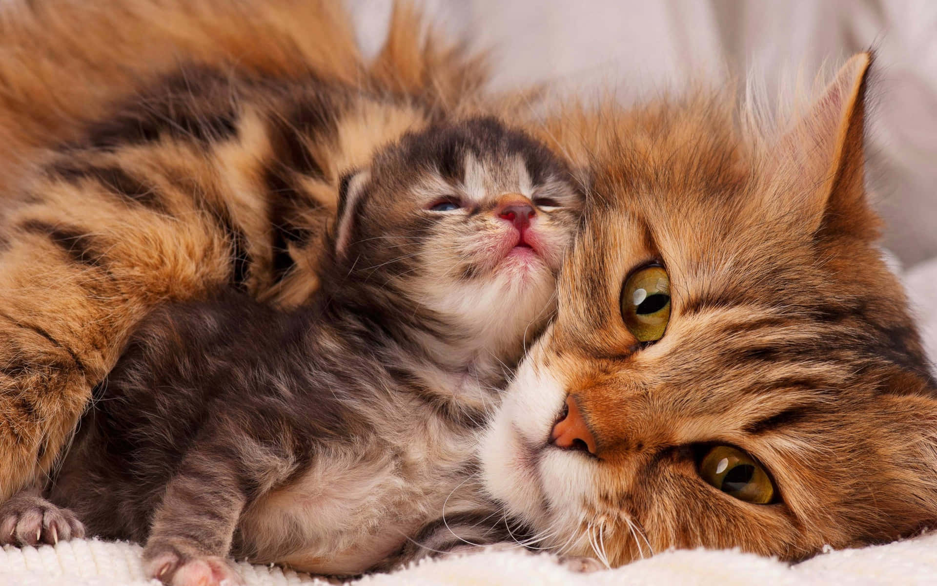 Mother Cat Snuggling With Cute Kitten