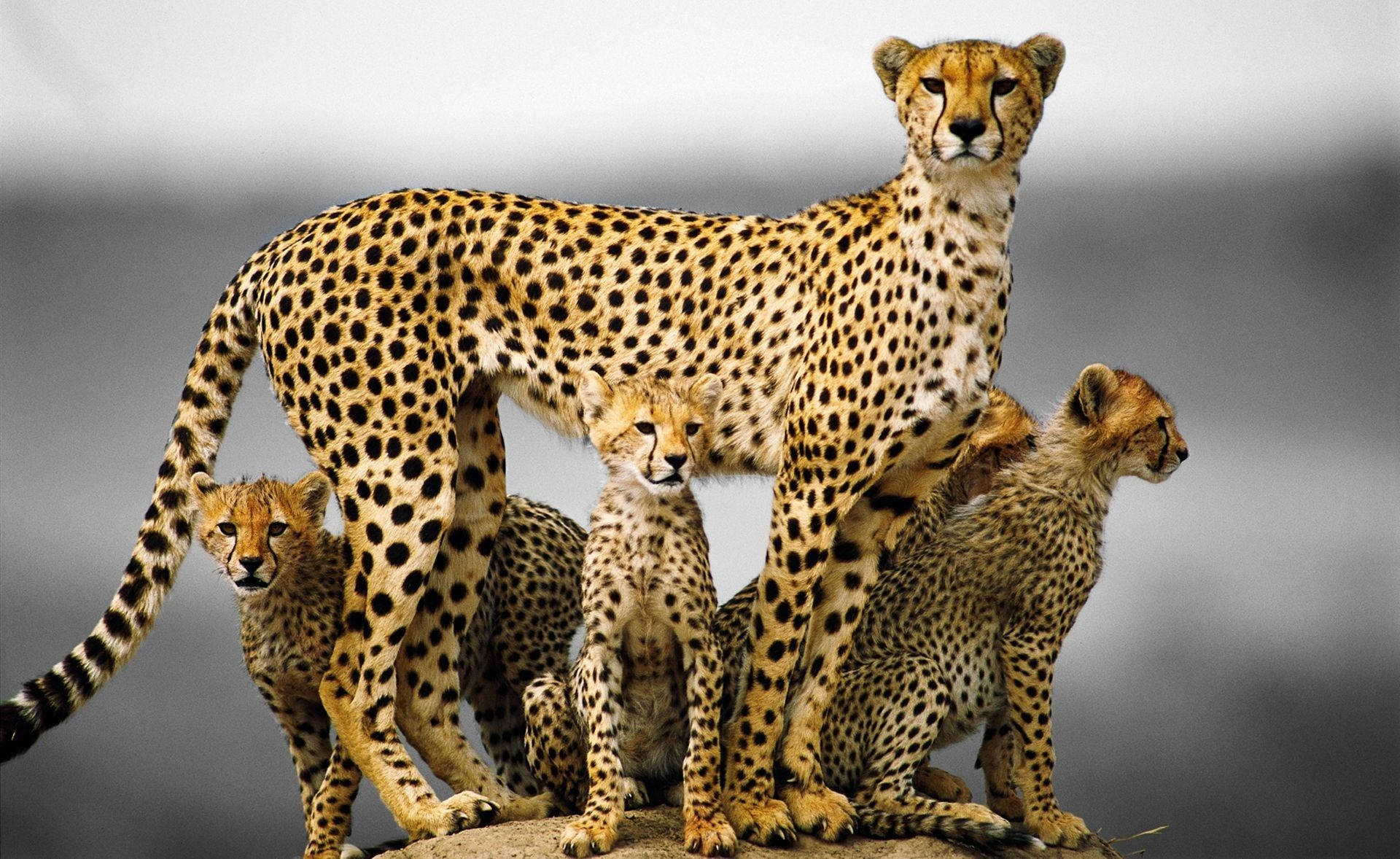 Mother Cheetah With Cubs Background