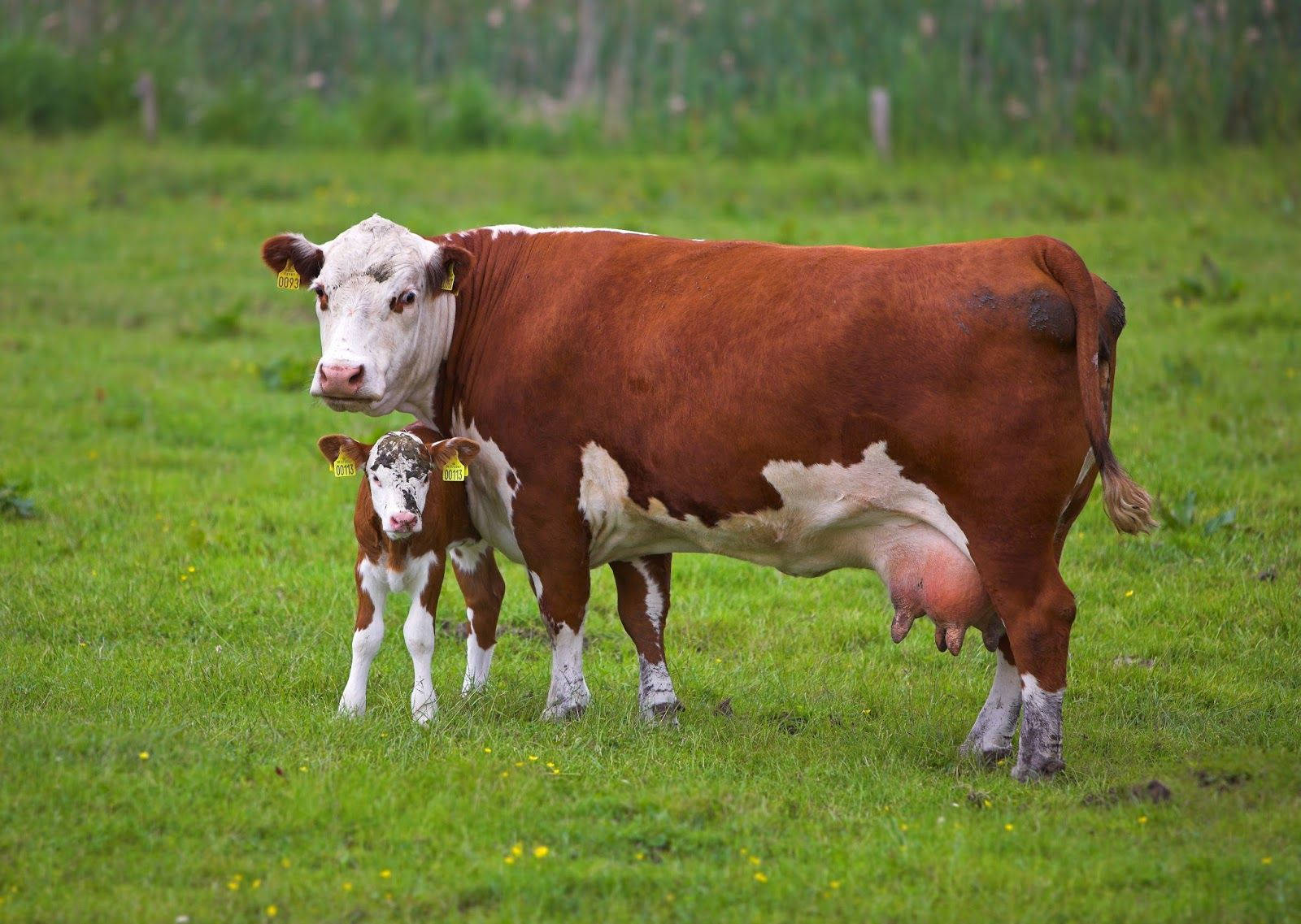 Mother Cow And Her Calf Bonding Background