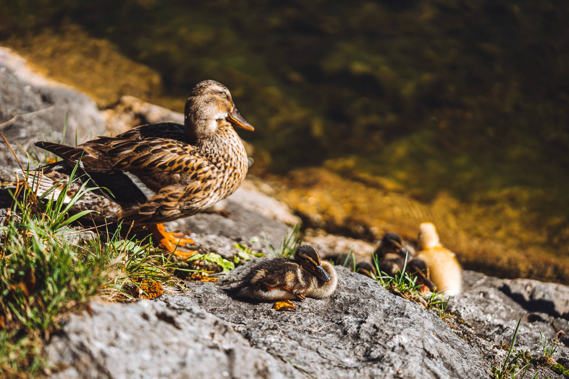 Mother Duck And Ducklings Wild Animals Background