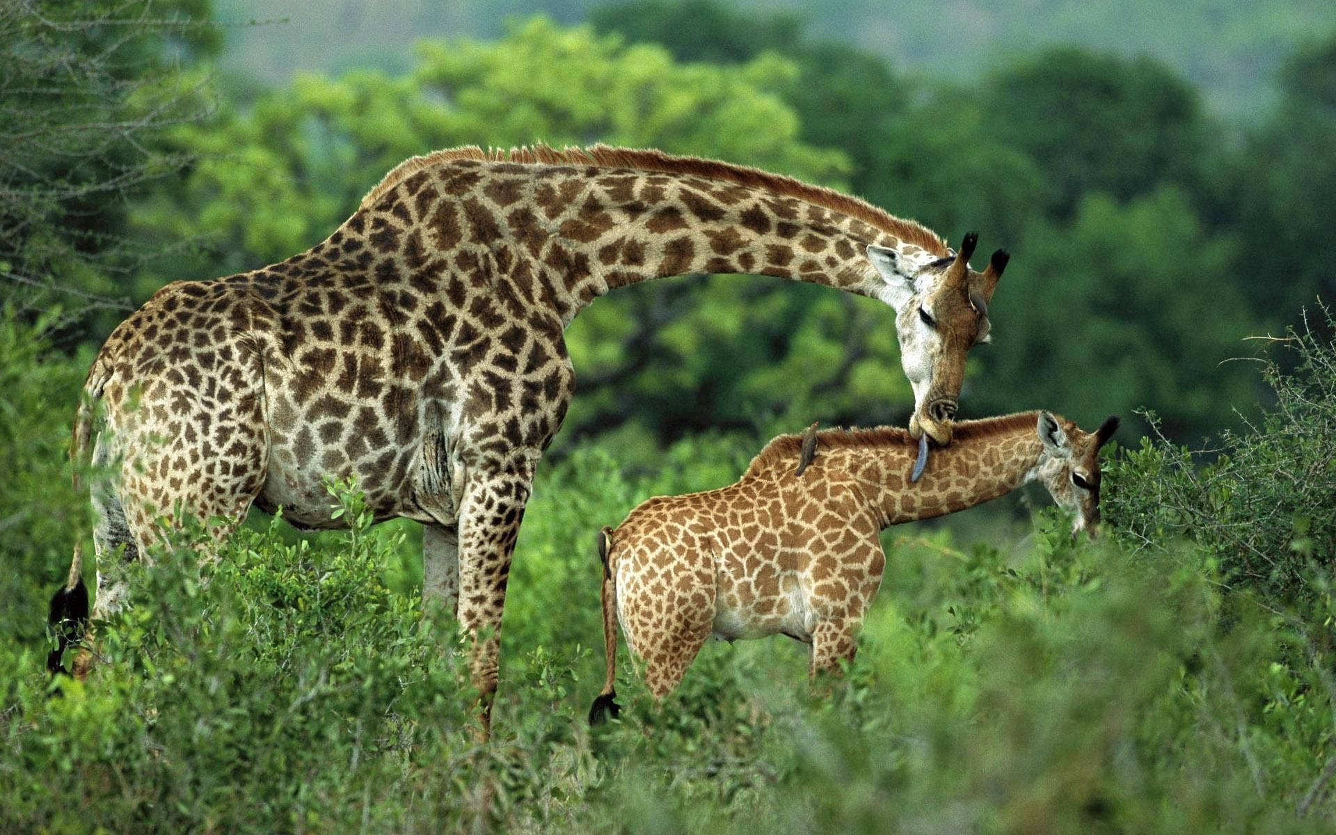 Mother Giraffe And Cub Background