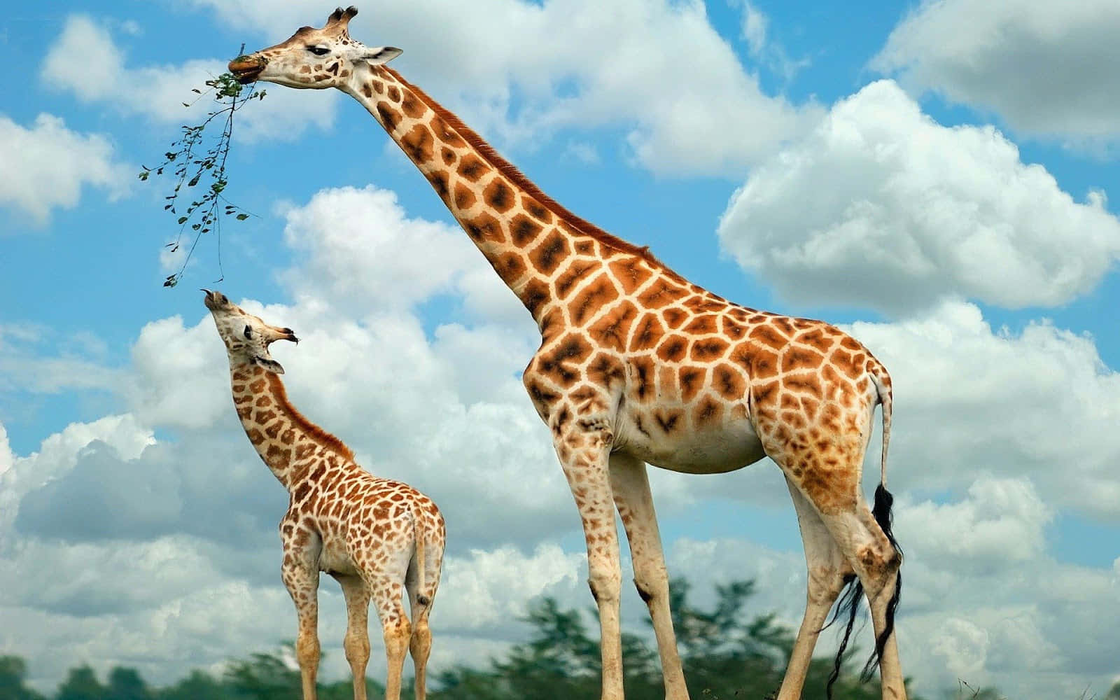 Mother Giraffe Feeds Cute Giraffe Background
