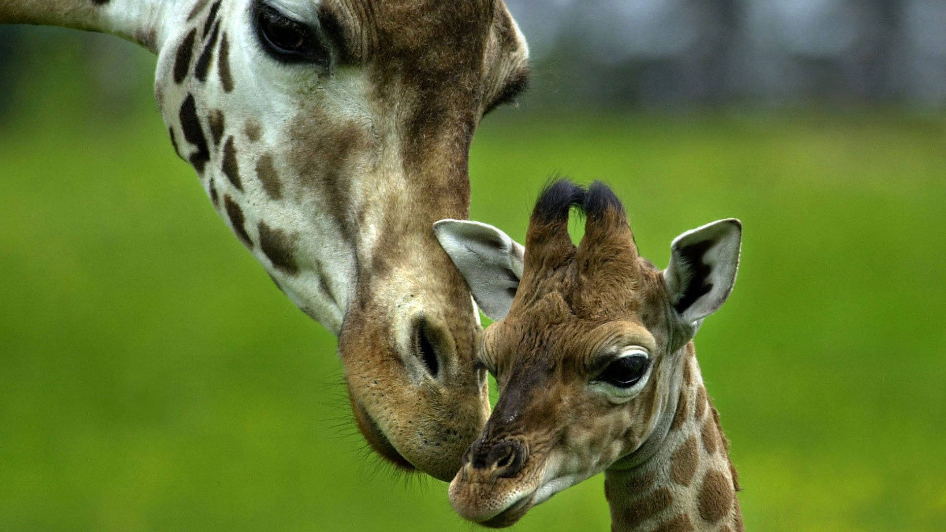Mother Giraffe Giving Care Background
