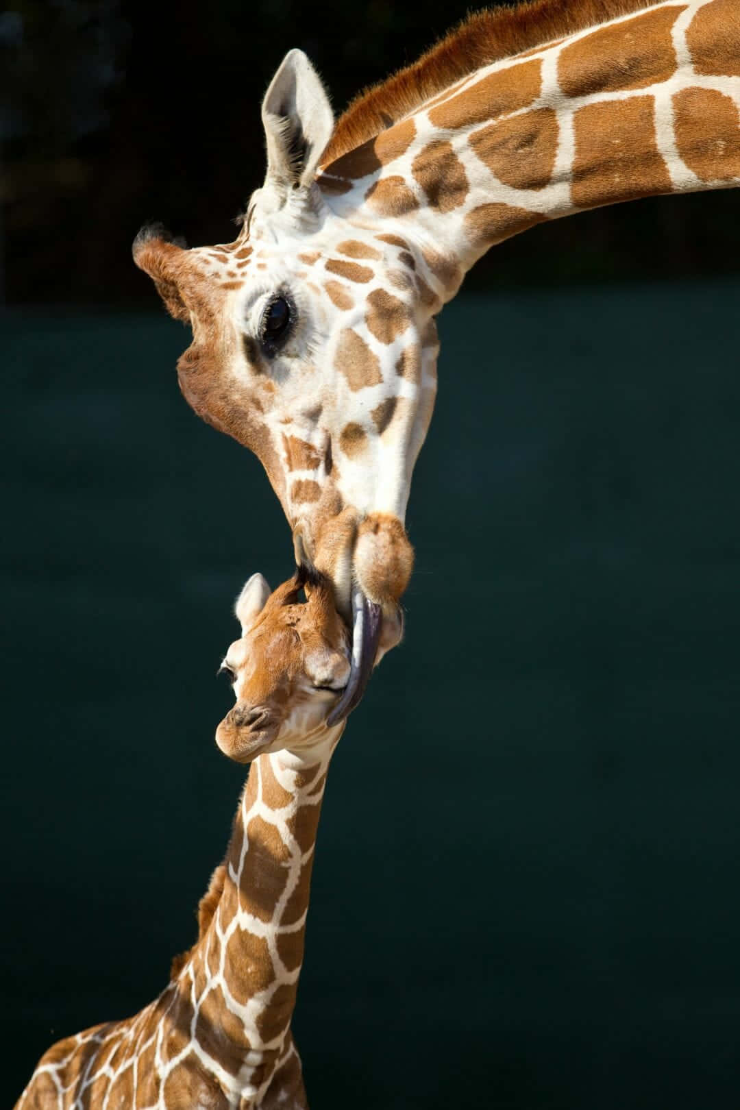 Mother Giraffe Grooms Cute Baby Giraffe Background