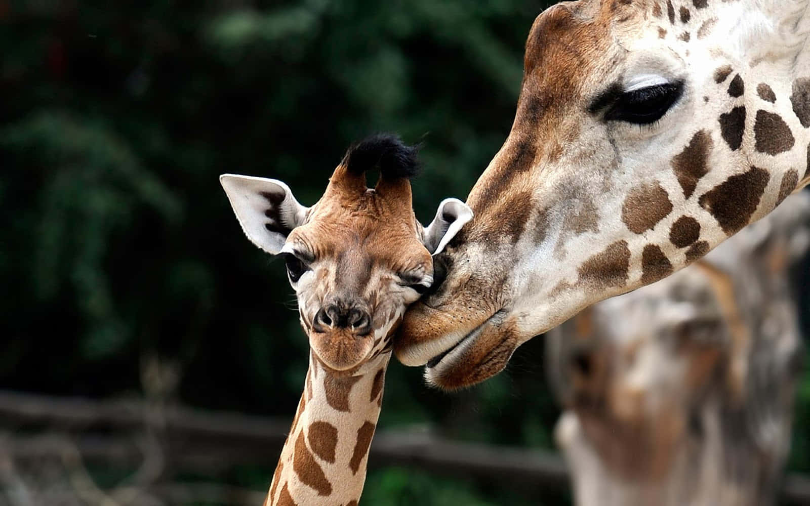 Mother Giraffe Snuggling Young Cute Giraffe Gently Background