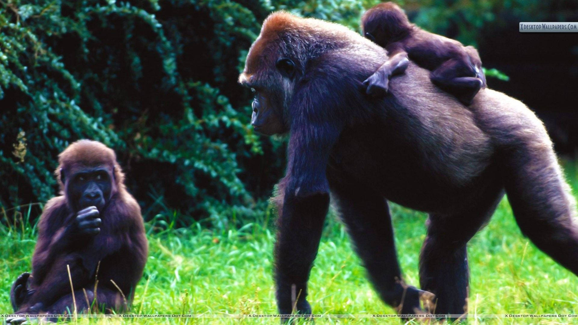 Mother Gorilla Carrying Baby Gorilla Background