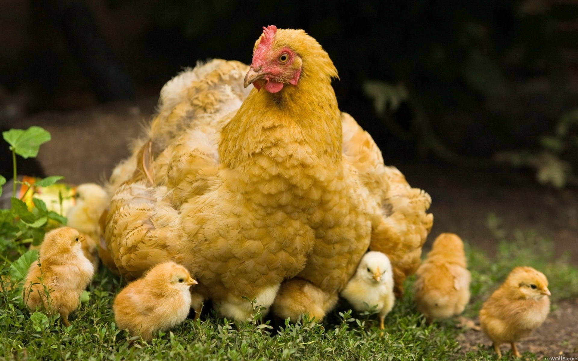 Mother Hen Guiding Her Chicks