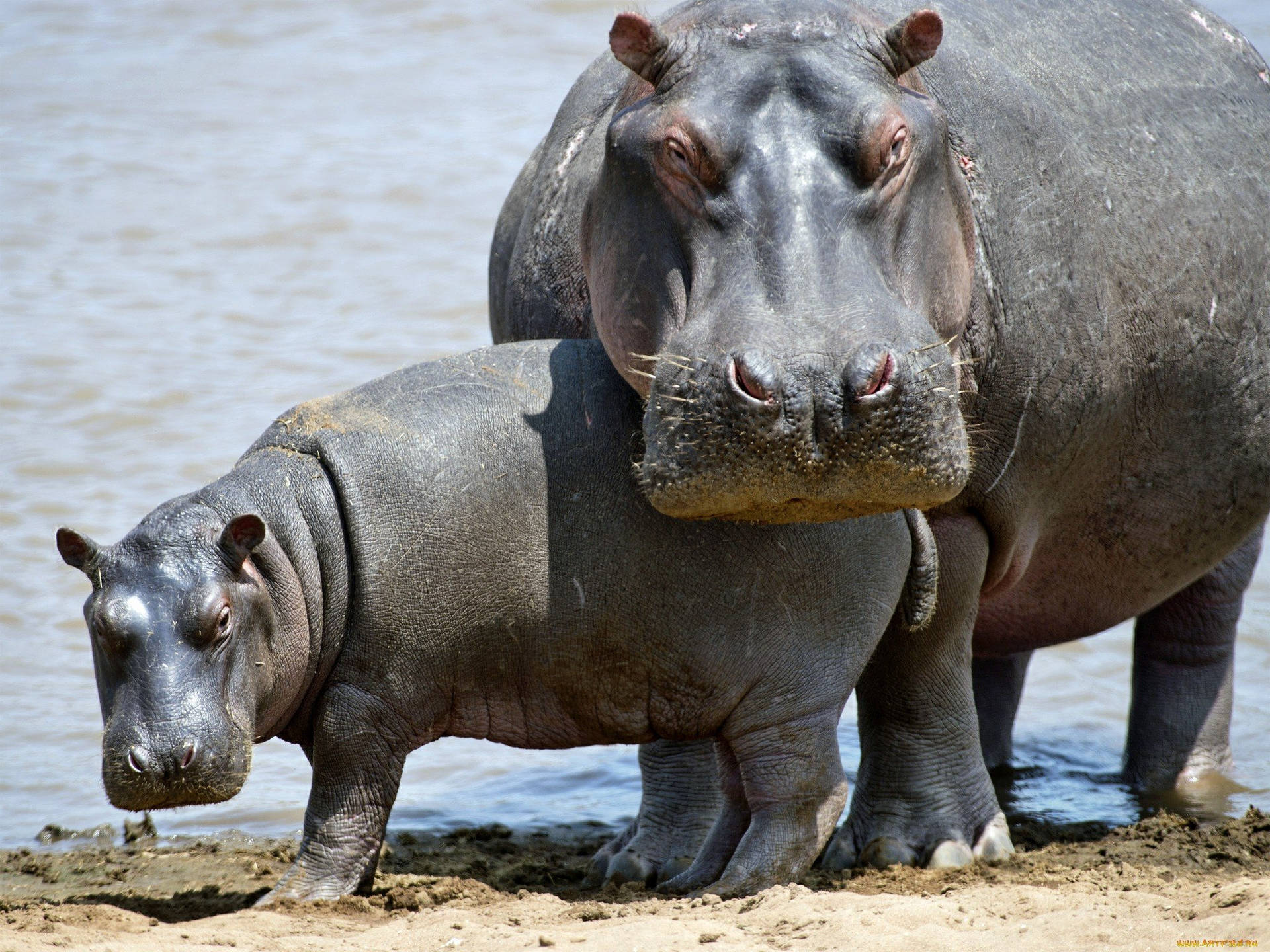Mother Hippopotamus Guarding Its Baby Background