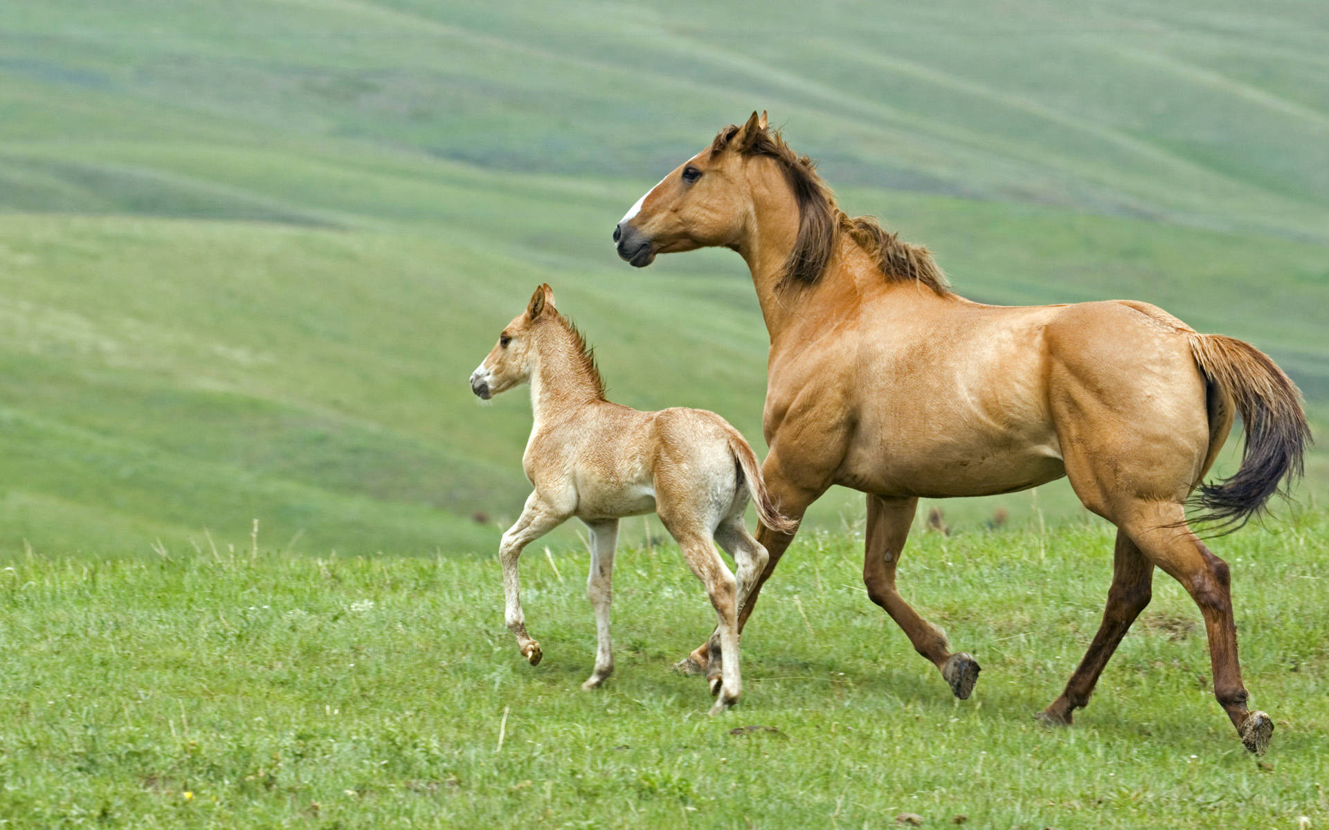 Mother Horse And Foal Back Trotting On Field