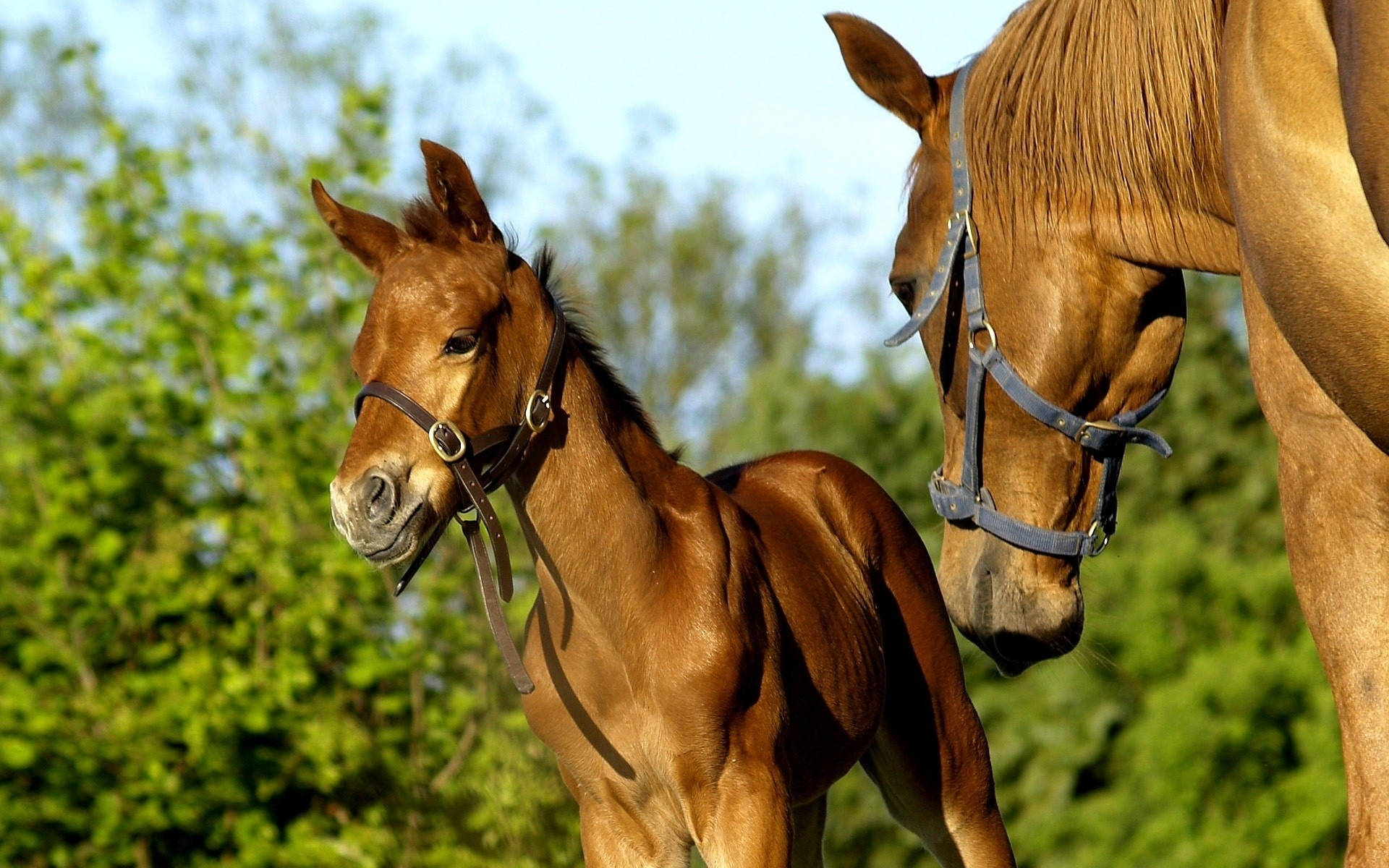 Mother Horse Facing Young Foal Background