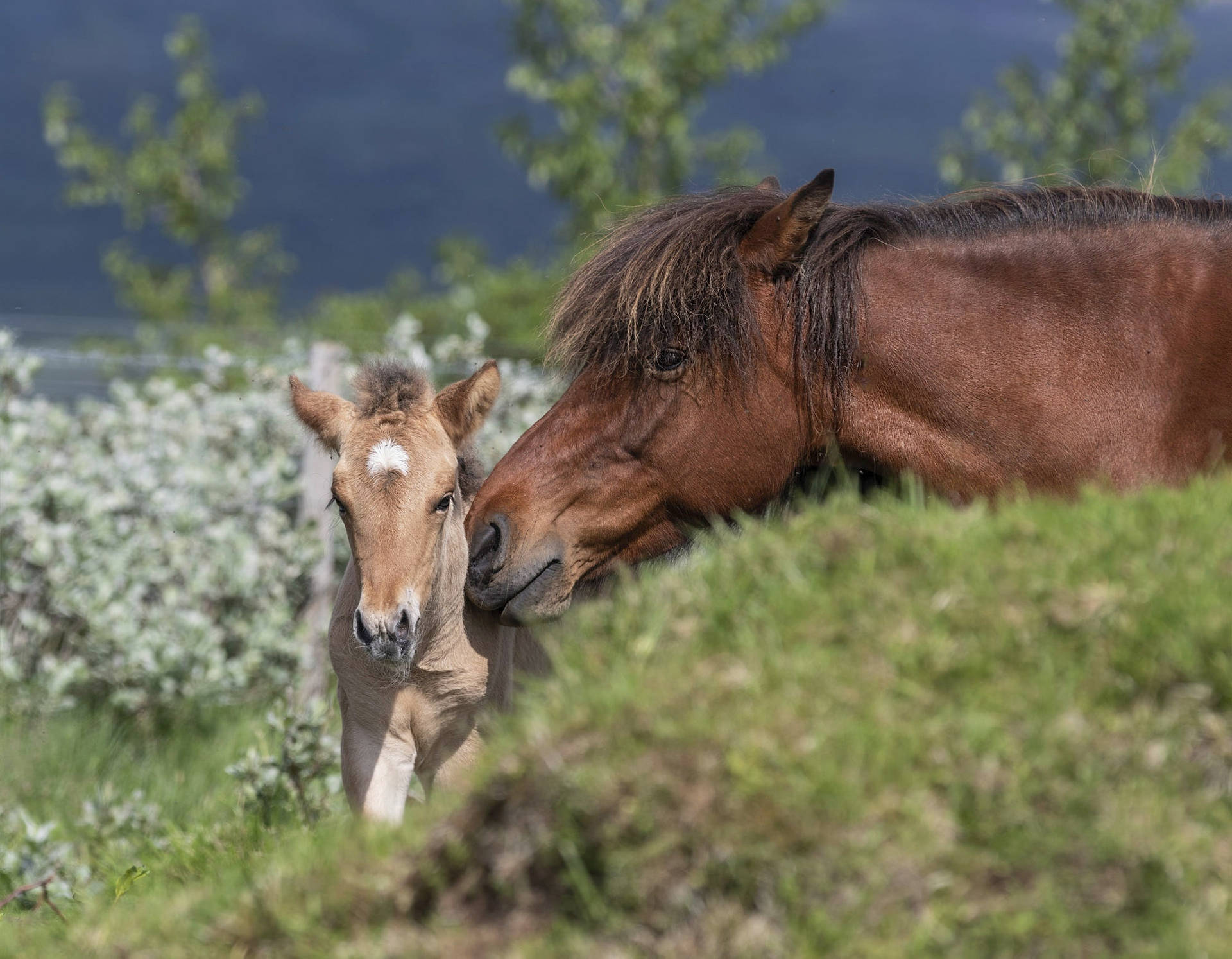 Mother Horse Kissing Baby Foal Background