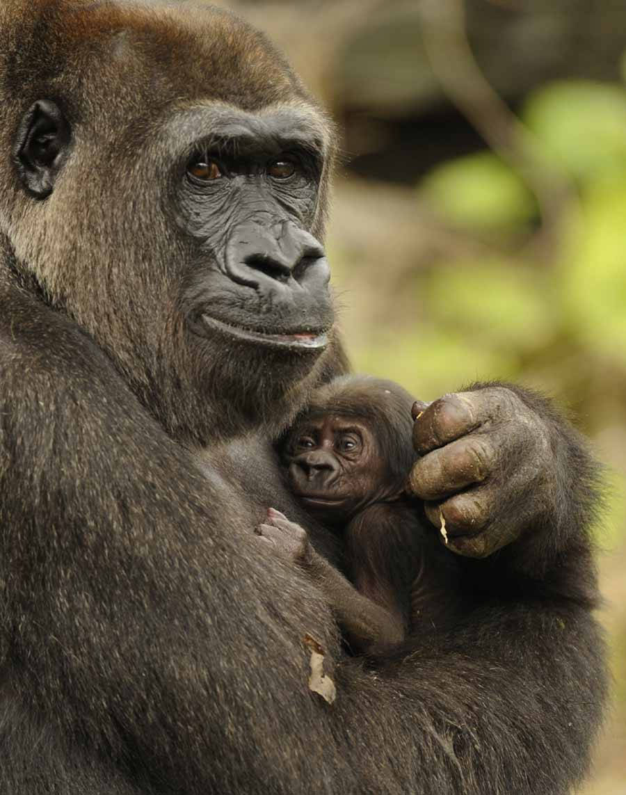 Mother Hugging Infant Gorilla Iphone Background