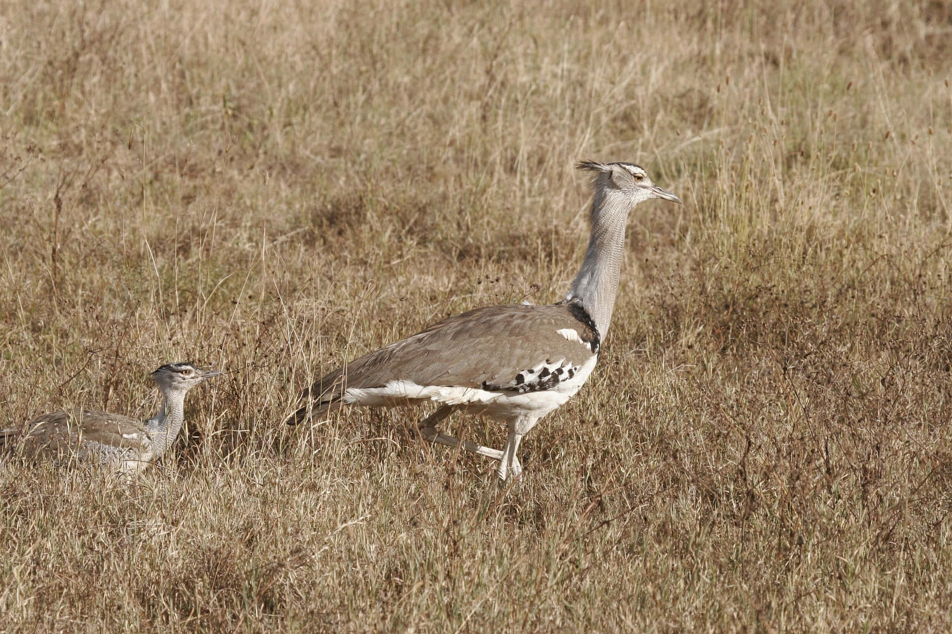 Mother Kori Bustard Bird Protectively Watches Over Her Young