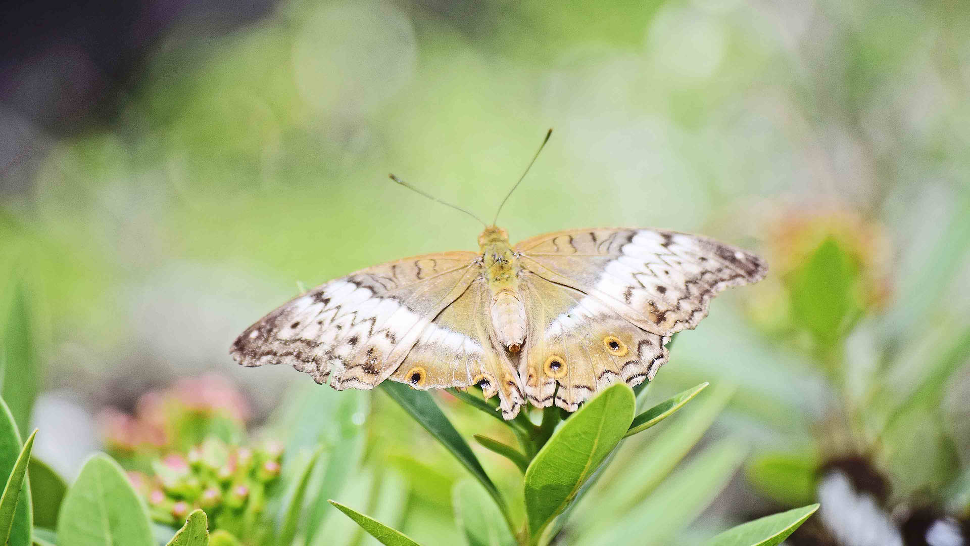 Mother Of Pearl Butterfly Live 3d Background