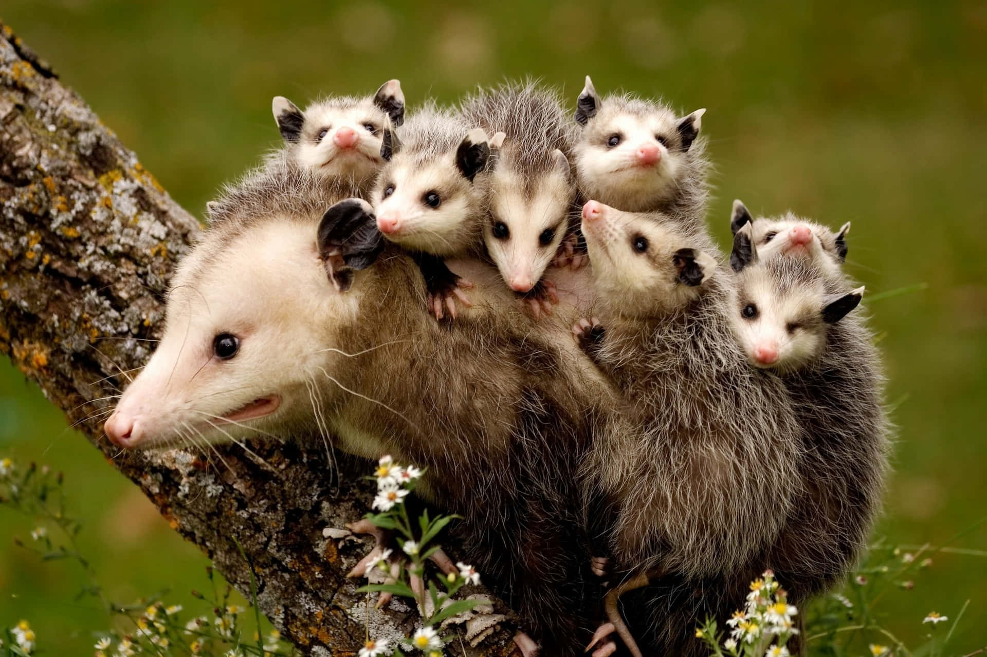 Mother Opossum Carrying Babies