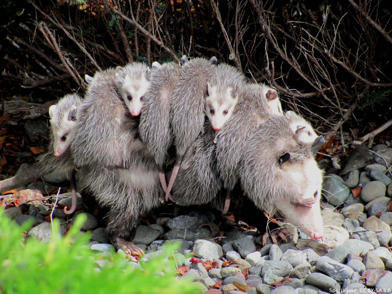 Mother_ Opossum_ Carrying_ Babies_ On_ Back.jpg