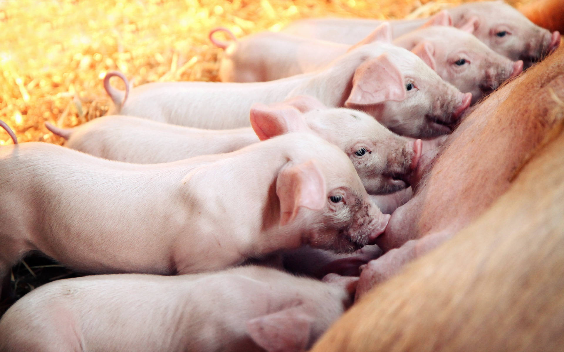 Mother Pig Breastfeeding Piglets Background