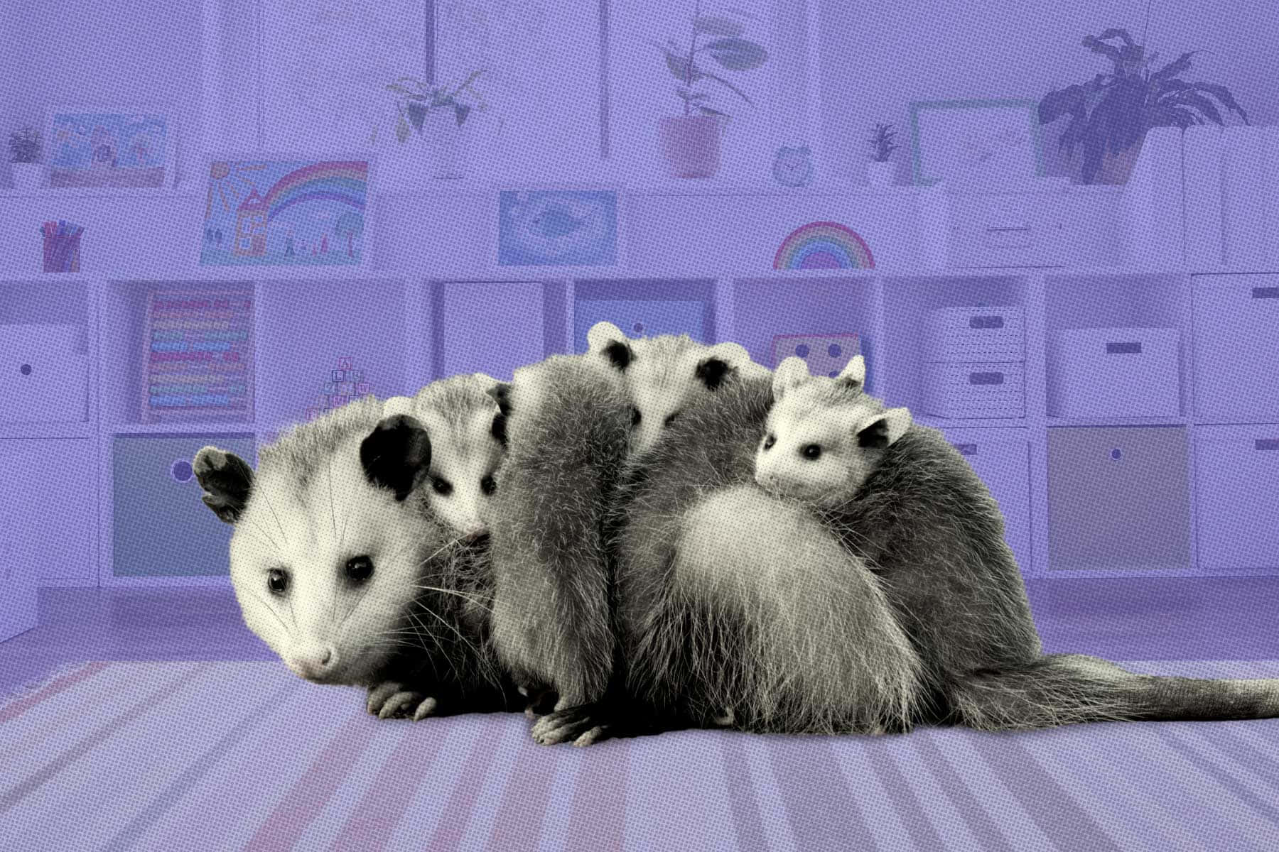 Mother Possumwith Babiesin Nursery Room