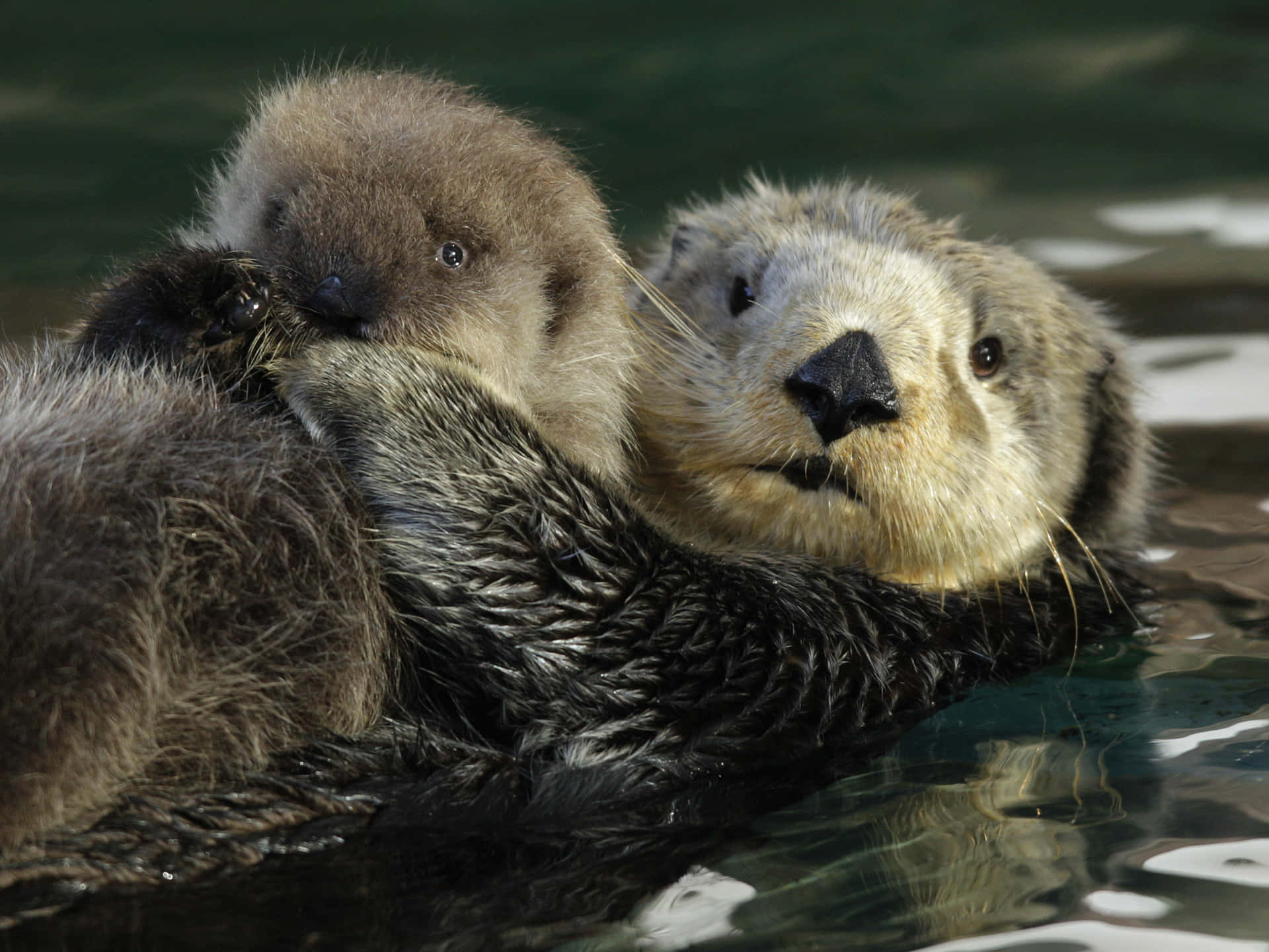 Mother Sea Otter With Pup Background