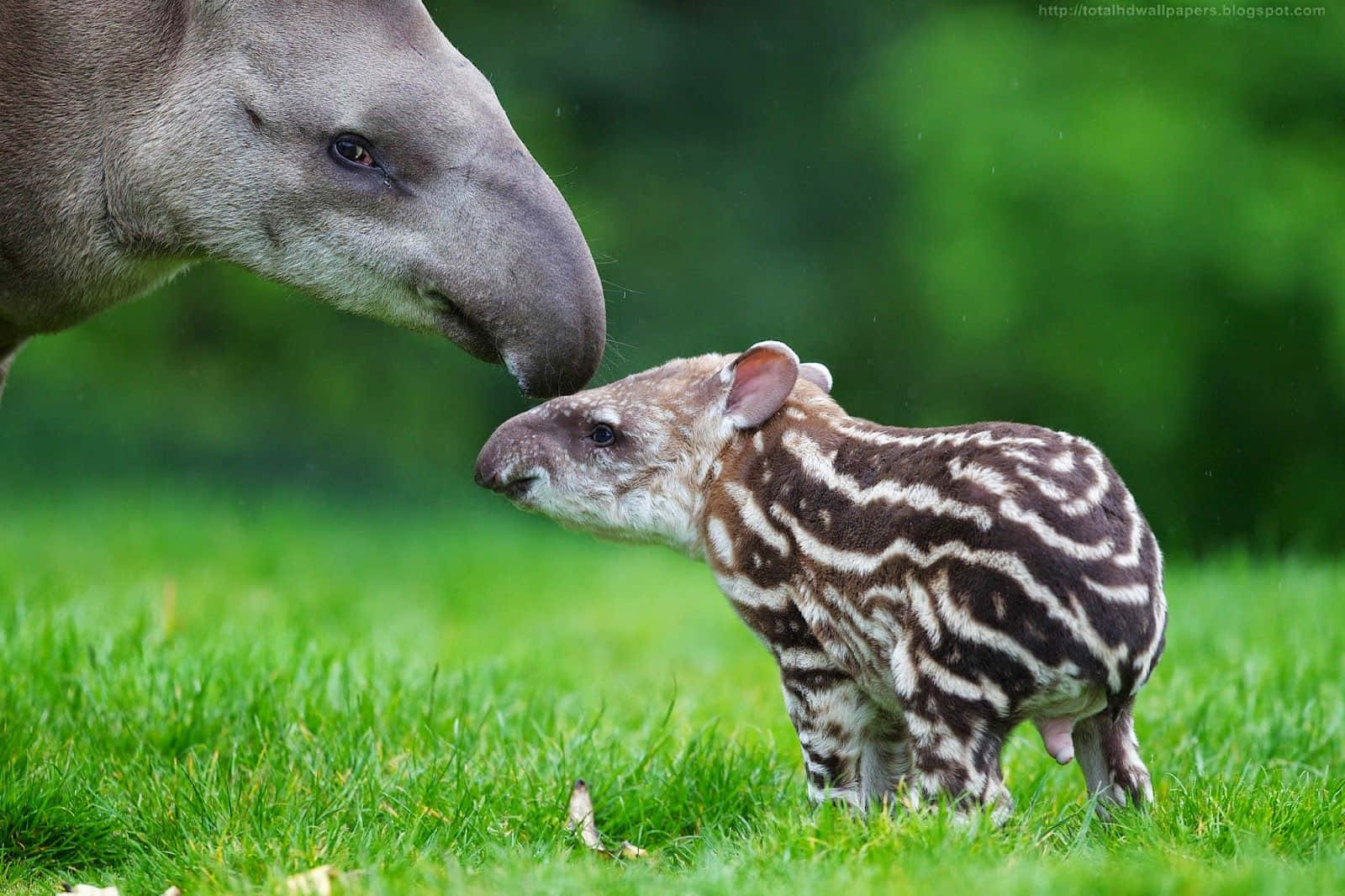 Motherand Baby Tapir Tender Moment.jpg