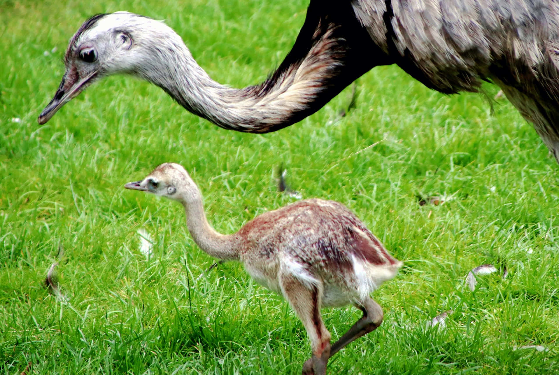 Motherly Love In The Wild - Greater Rhea Mother Bird Background