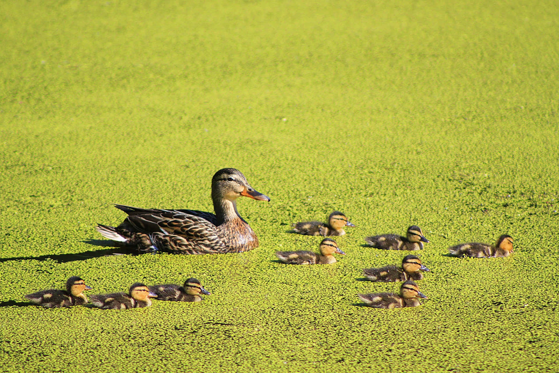 Mottled Duck Mother Bird On Duckweed