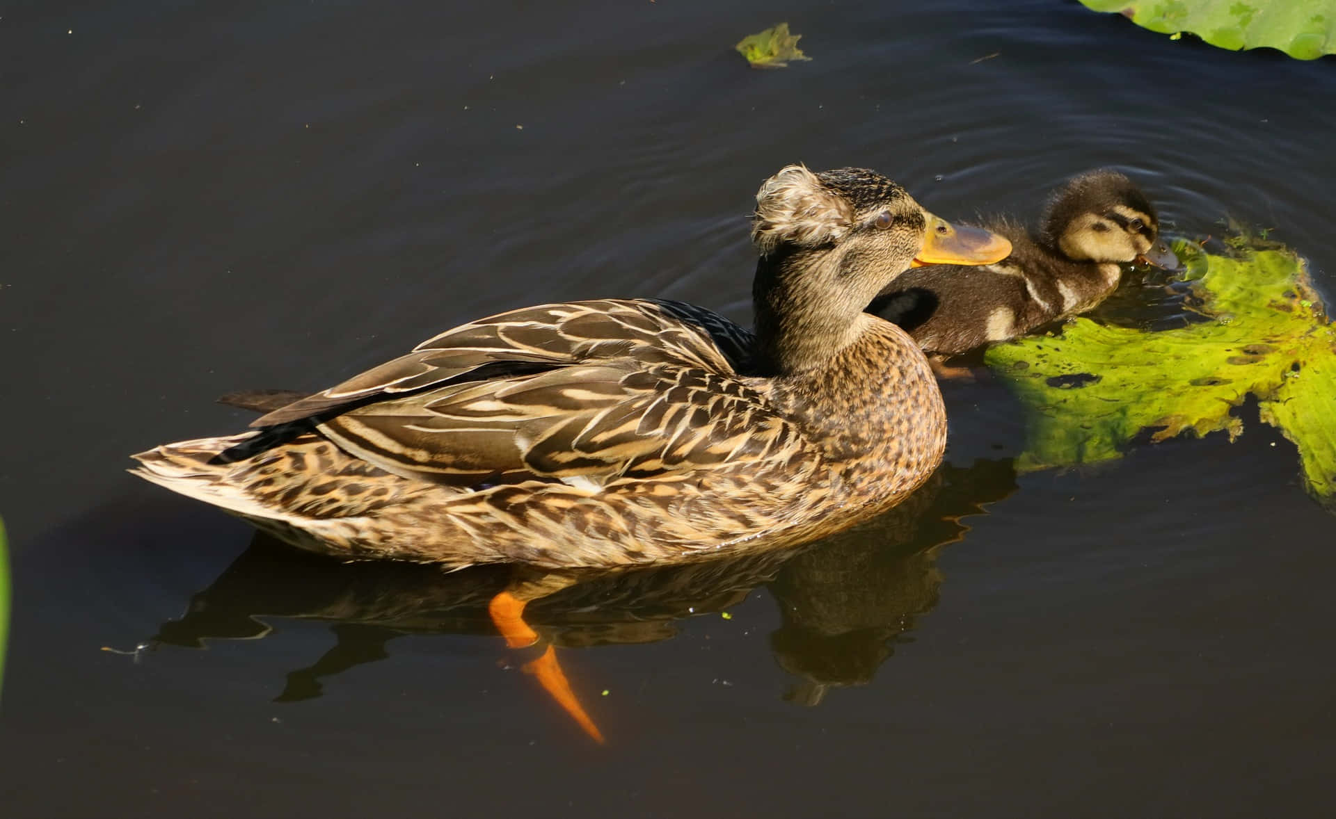 Mottled Duck Mother Bird Background