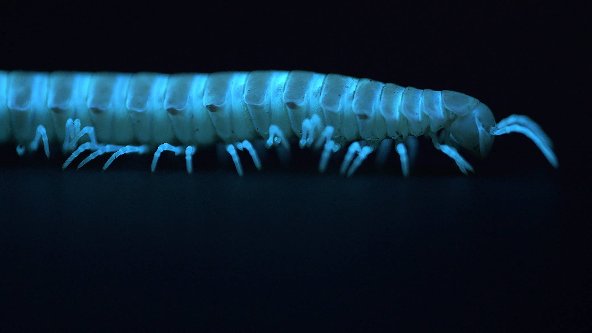 Motyxia Cyanide-producing Millipede Background