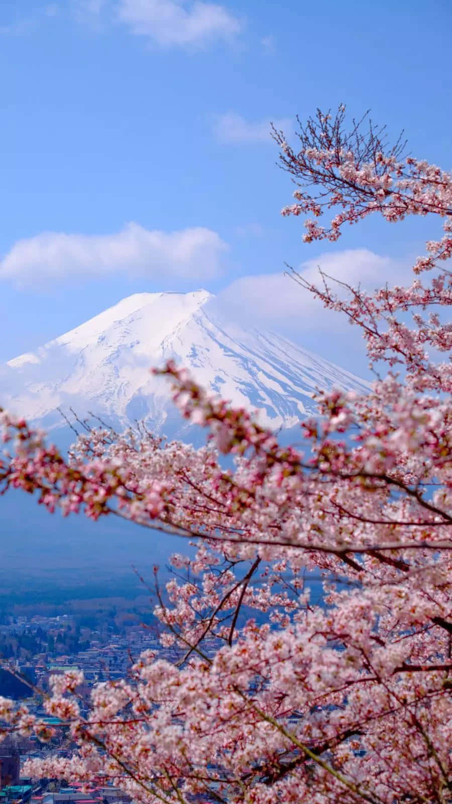 Mount_ Fuji_and_ Cherry_ Blossoms Background