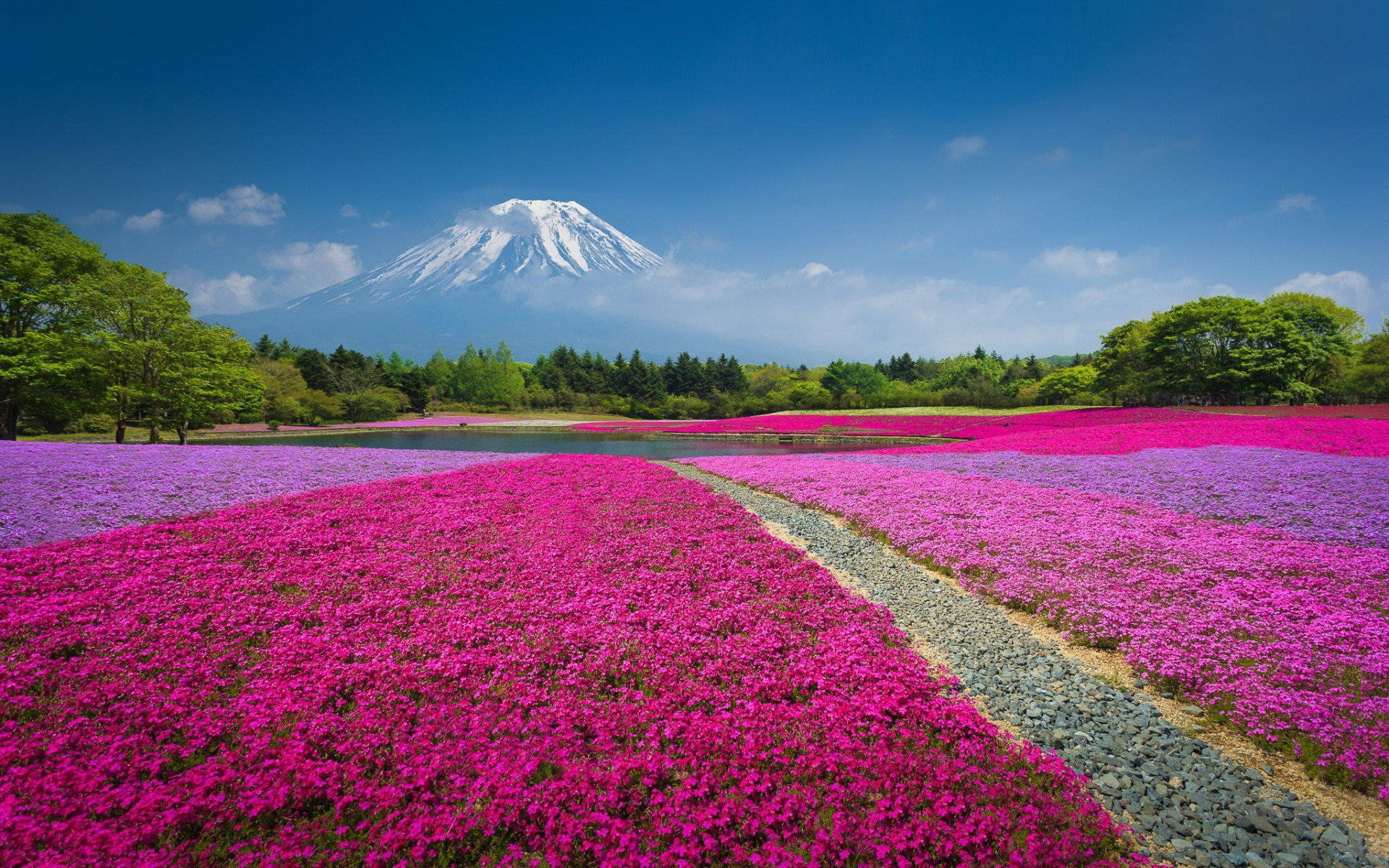 Mount Fuji And Pink Flower Field