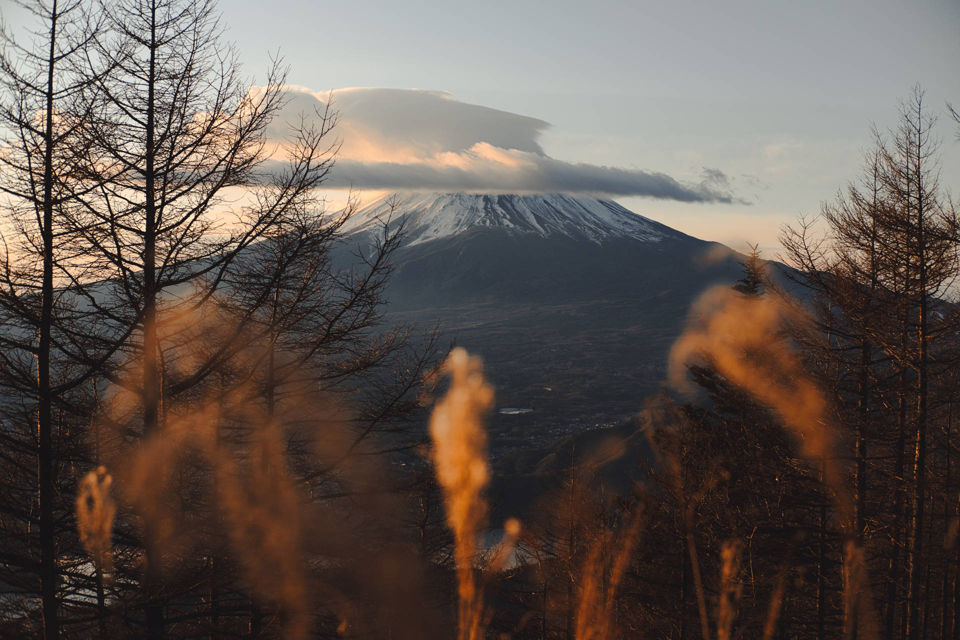 Mount Fuji View In The Forest Background