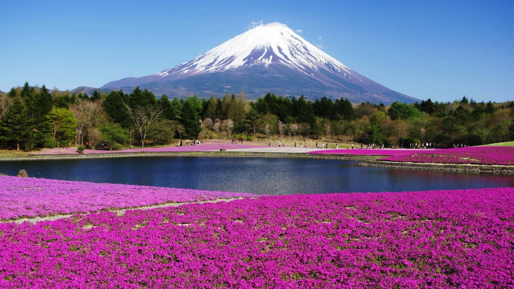 Mount Fuji With Spring Flowers On The Lake Background