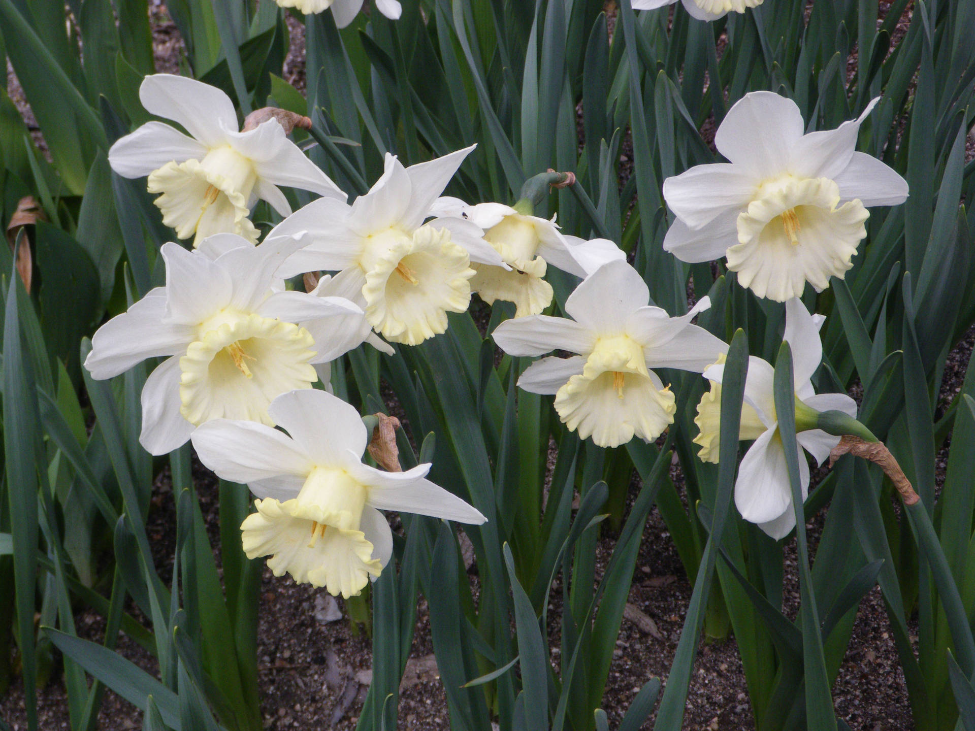 Mount Hood Narcissus Flowers Background