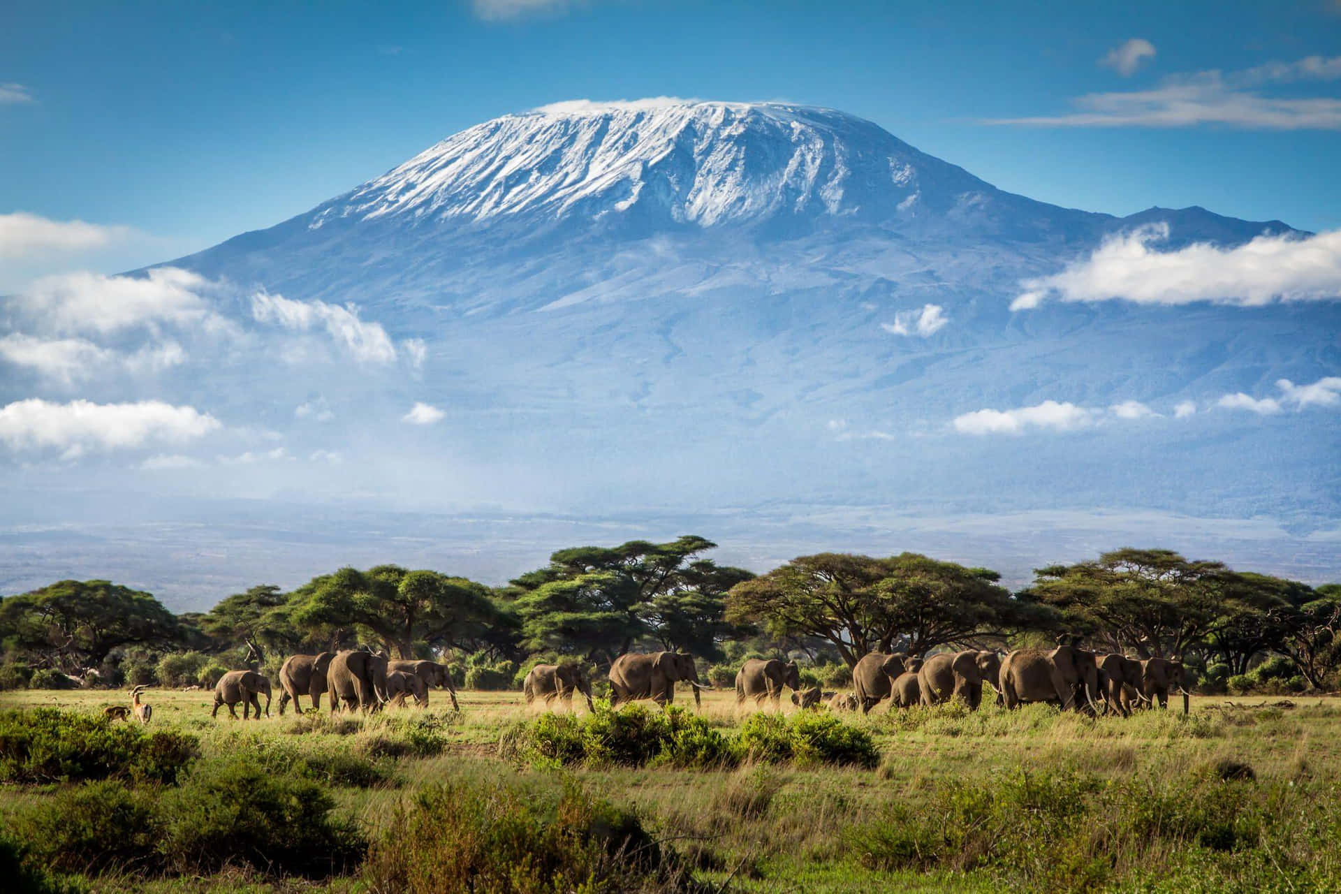 Mount Kilimanjaro With Elephants Background