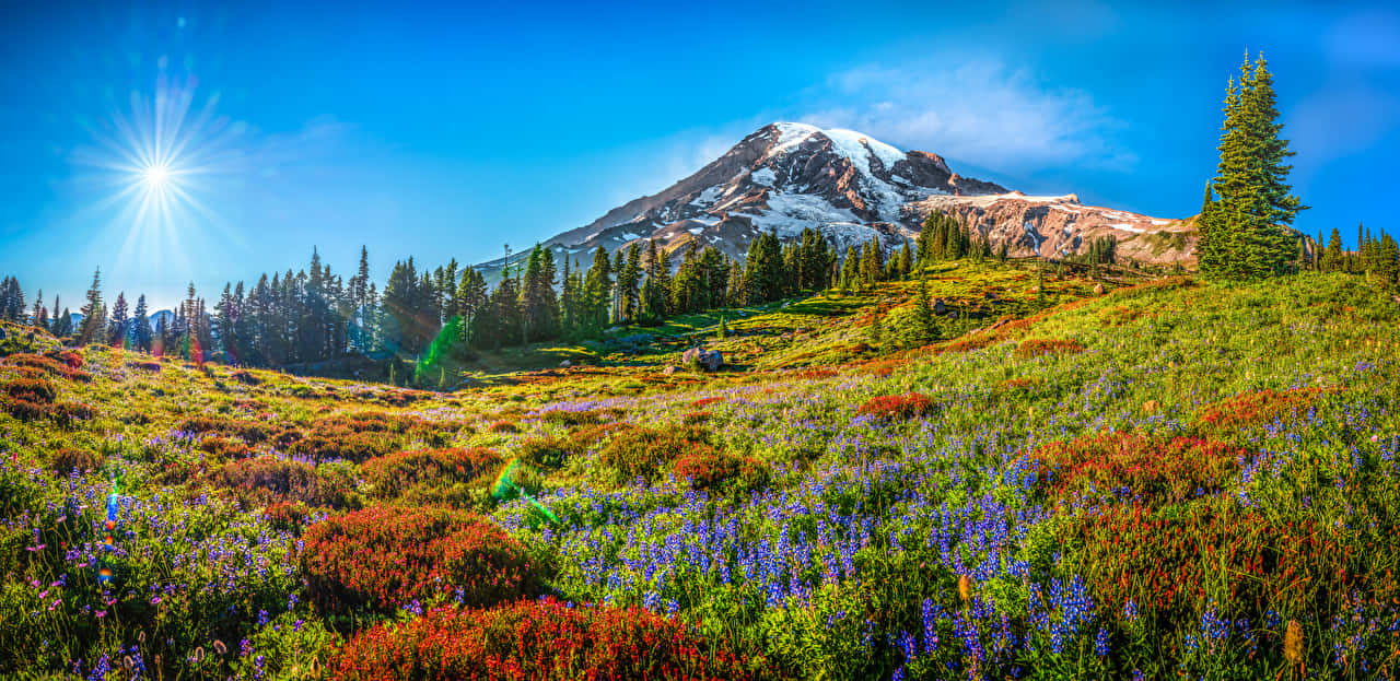 Mount Rainier Panoramic Desktop Background