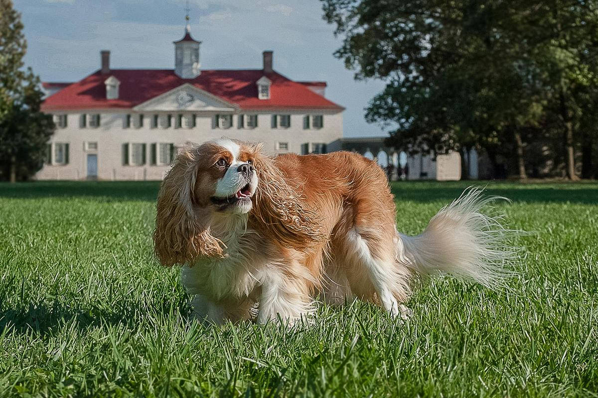 Mount Vernon Cute Dog