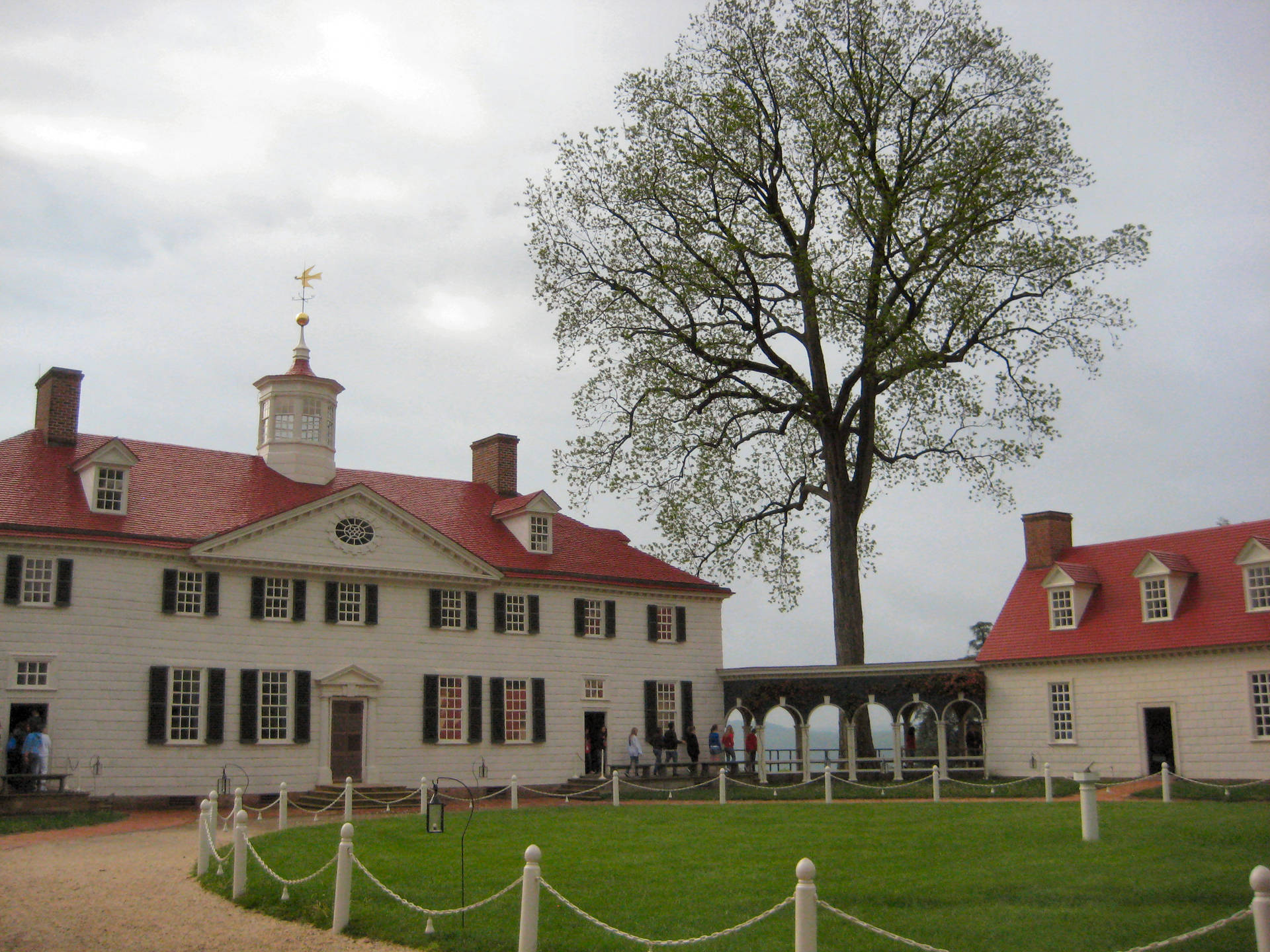 Mount Vernon Solitary Tree