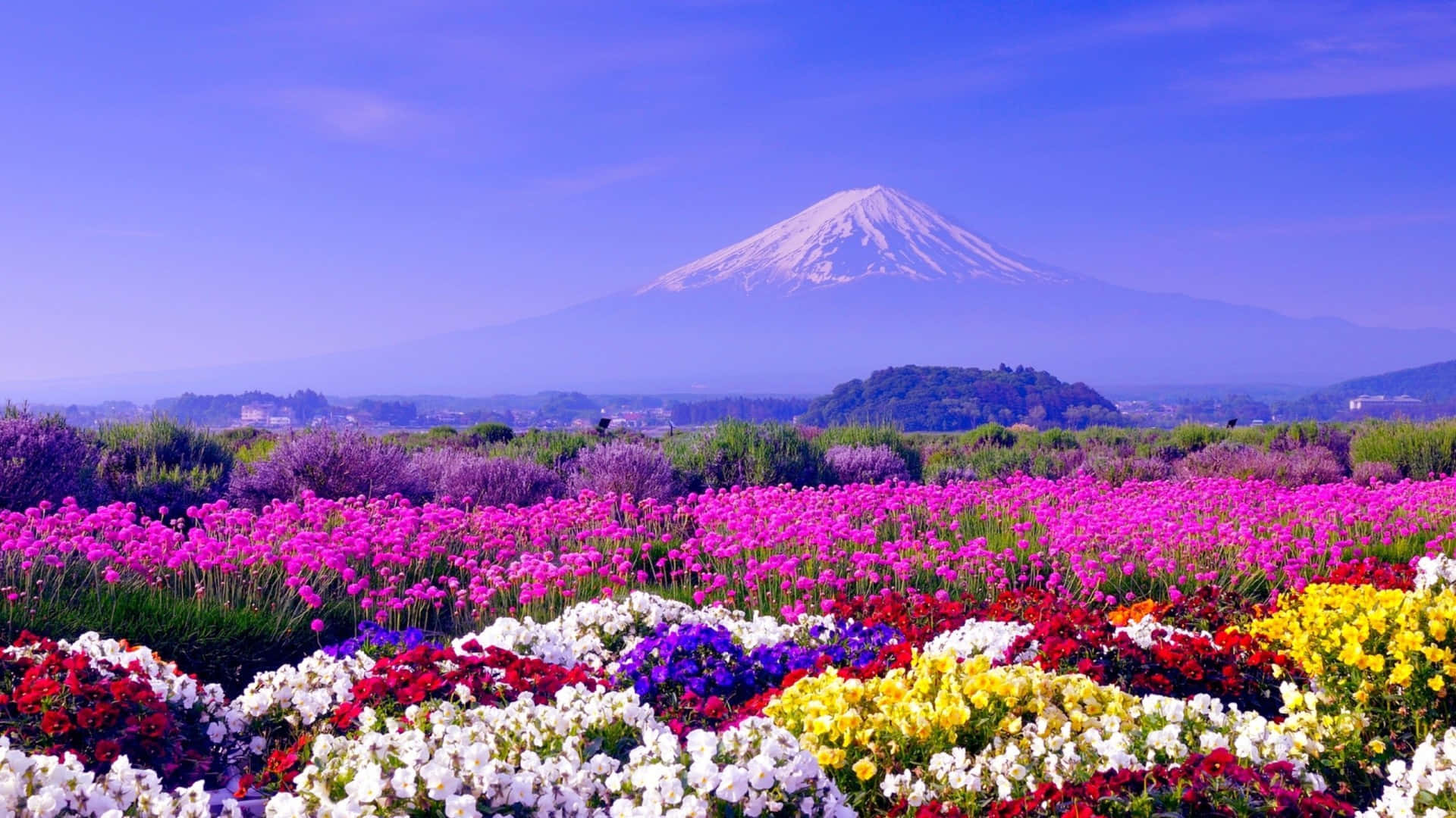 Mountain And Field Of Flowers Cute Spring Desktop Background