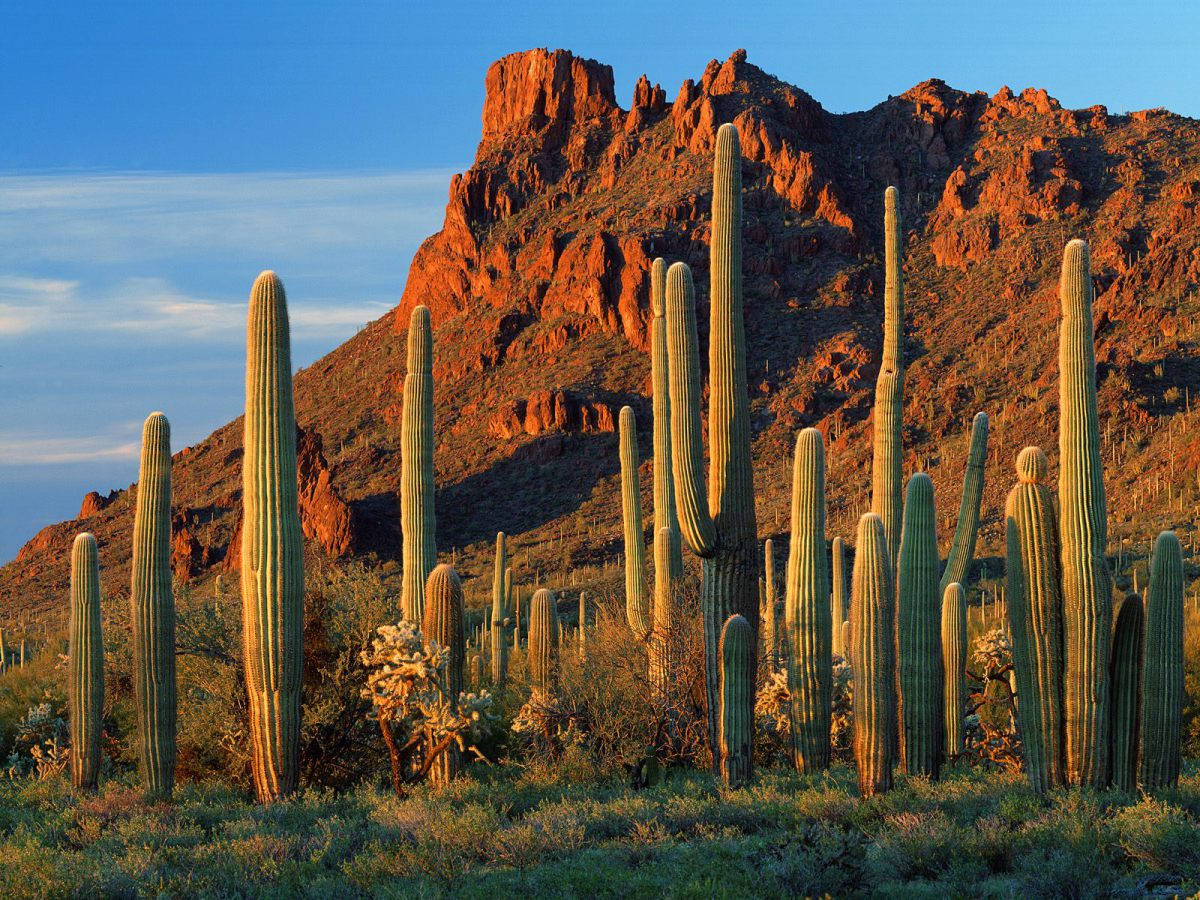 Mountain Arizona Desert Background