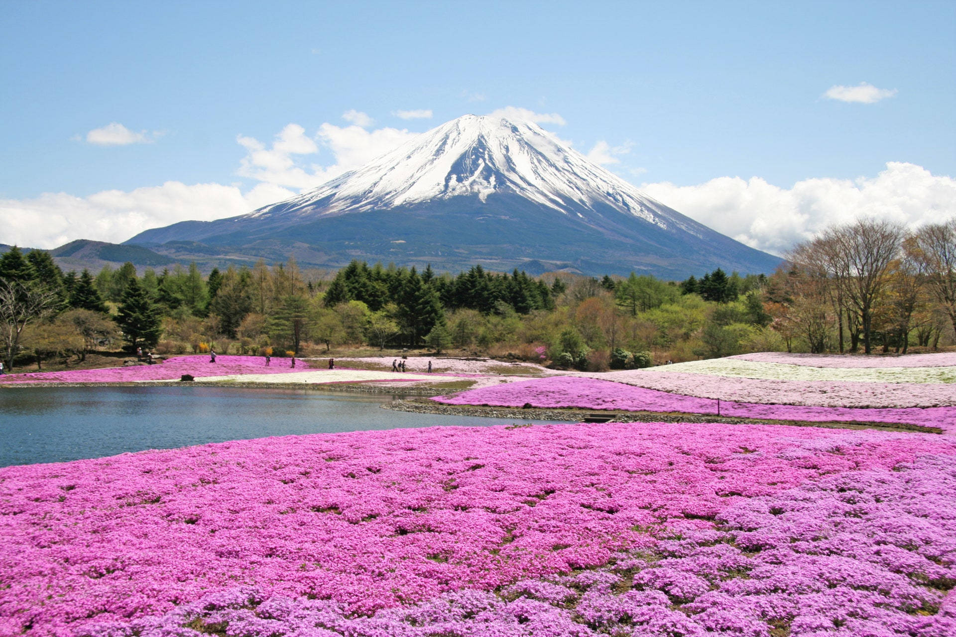 Mountain Fuchsia Moss Flox Flower Field Background