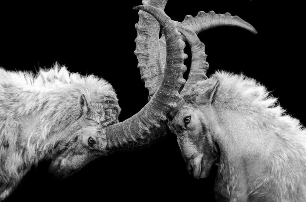 Mountain Goats Locking Horns Background
