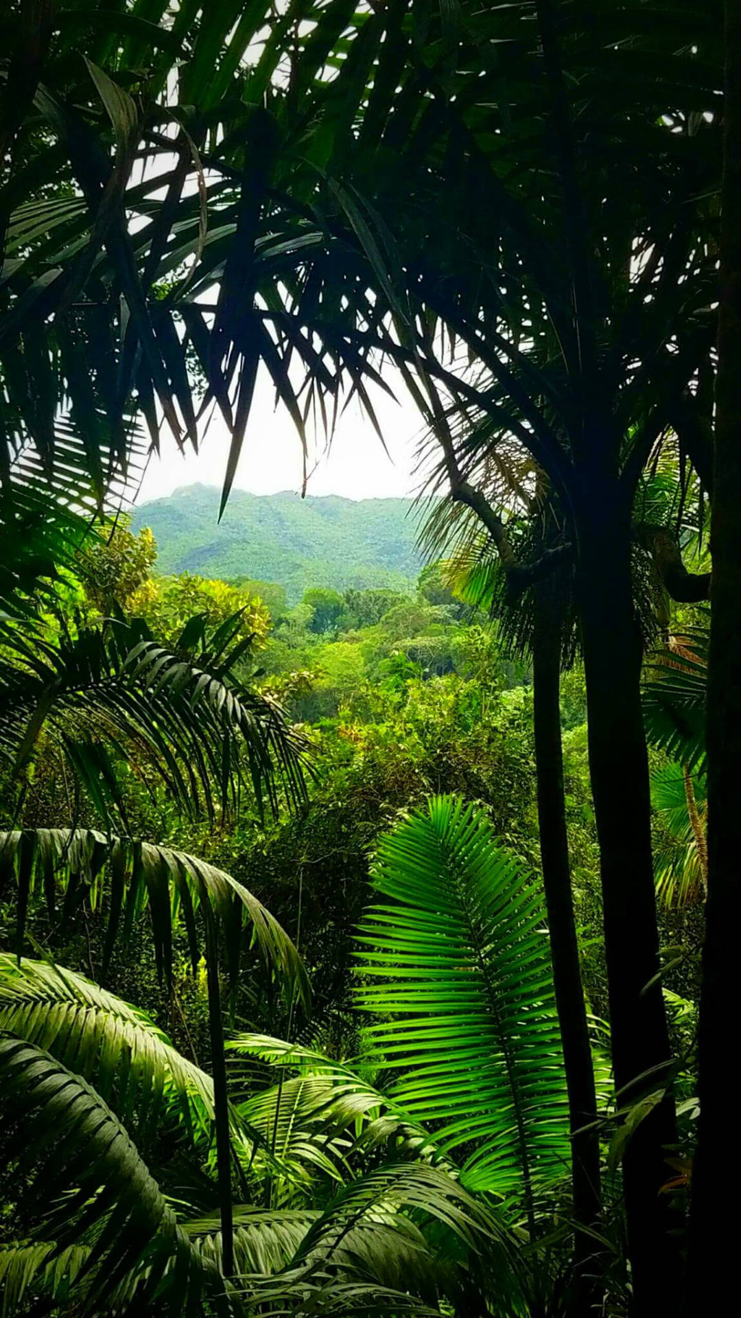 Mountain Jungle Iphone Background