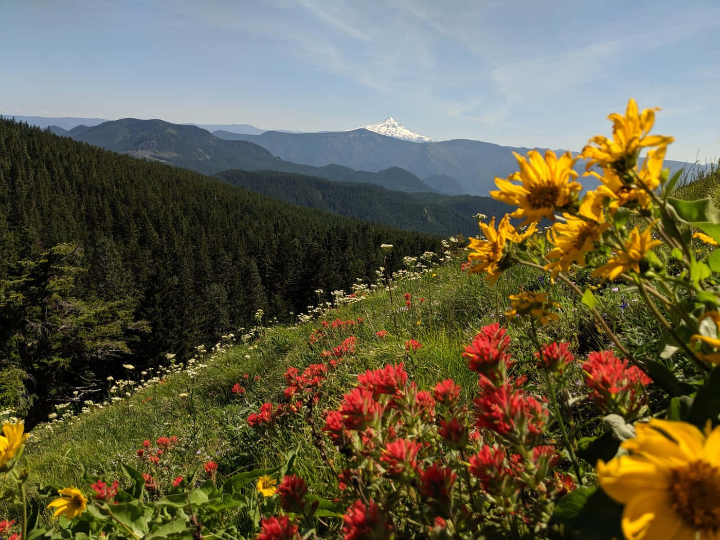 Mountain_ Meadow_ Flowers_ View Background